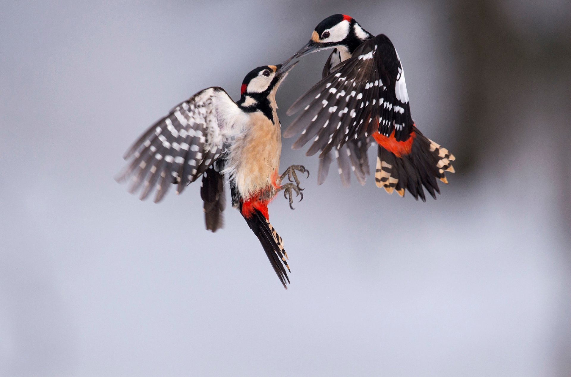 oiseaux grand pic panaché deux