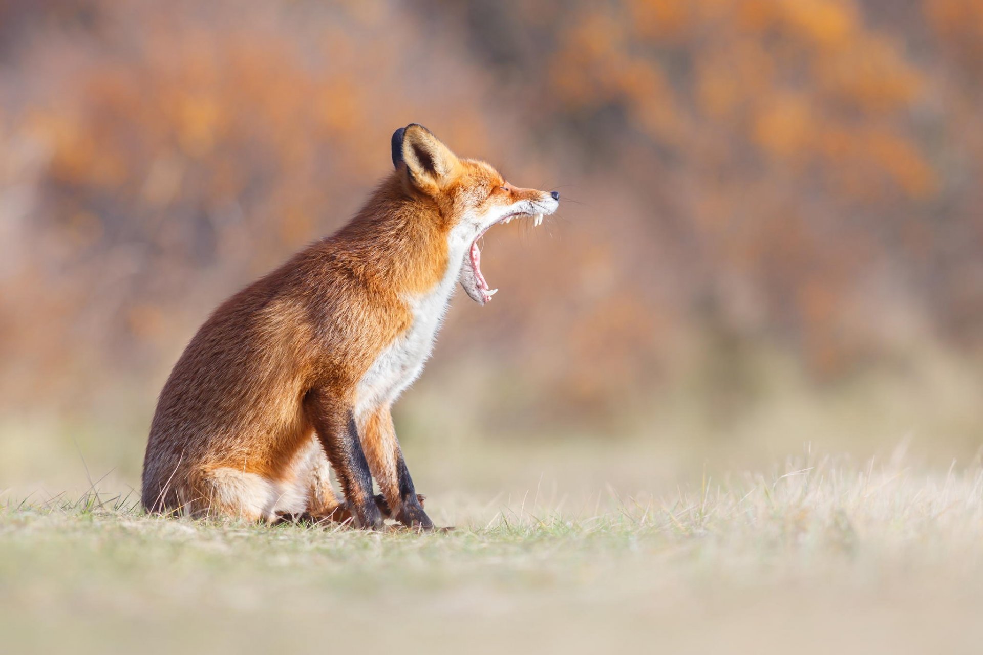 fox red yawns fall nature