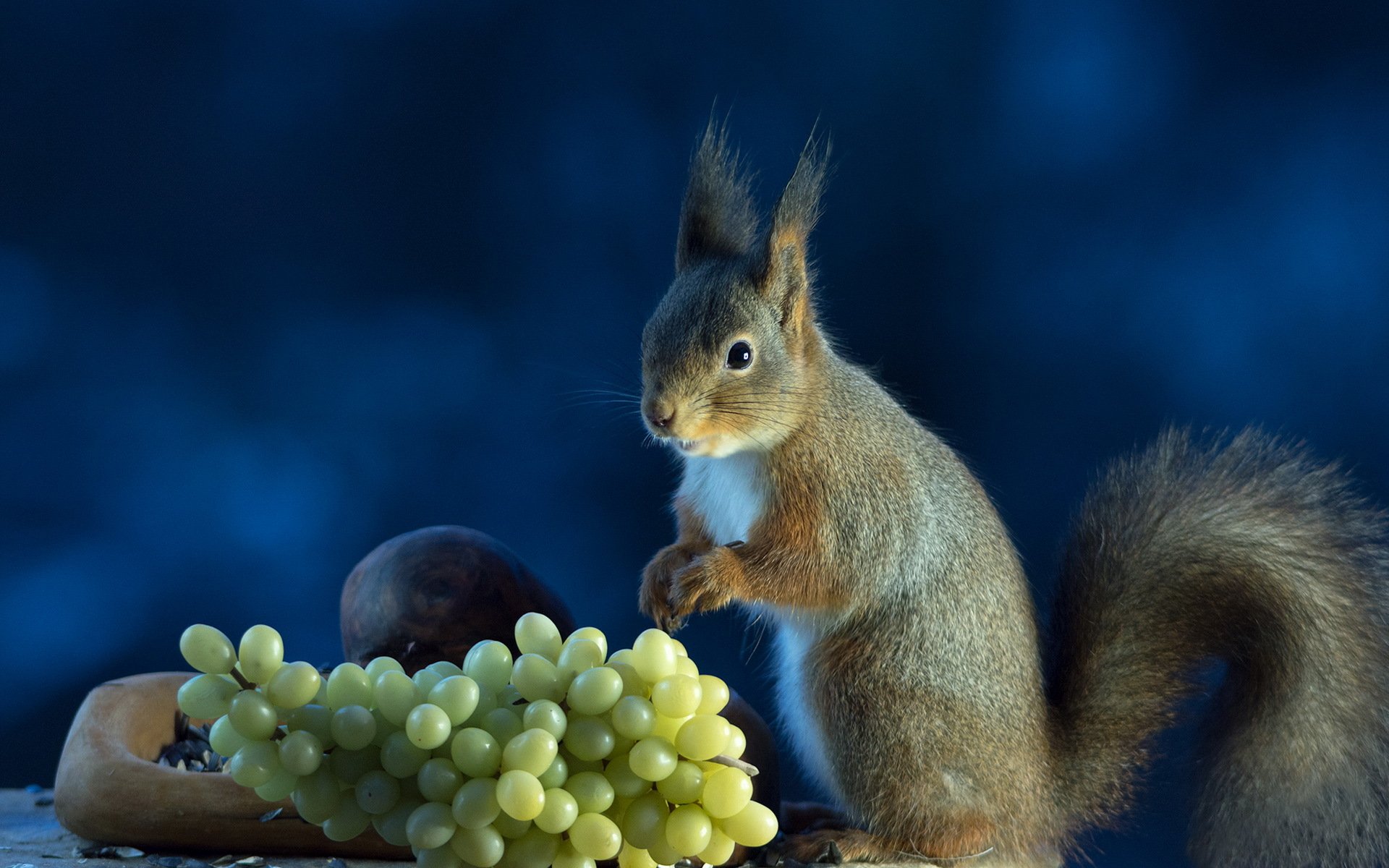 ardilla gris uvas fondo