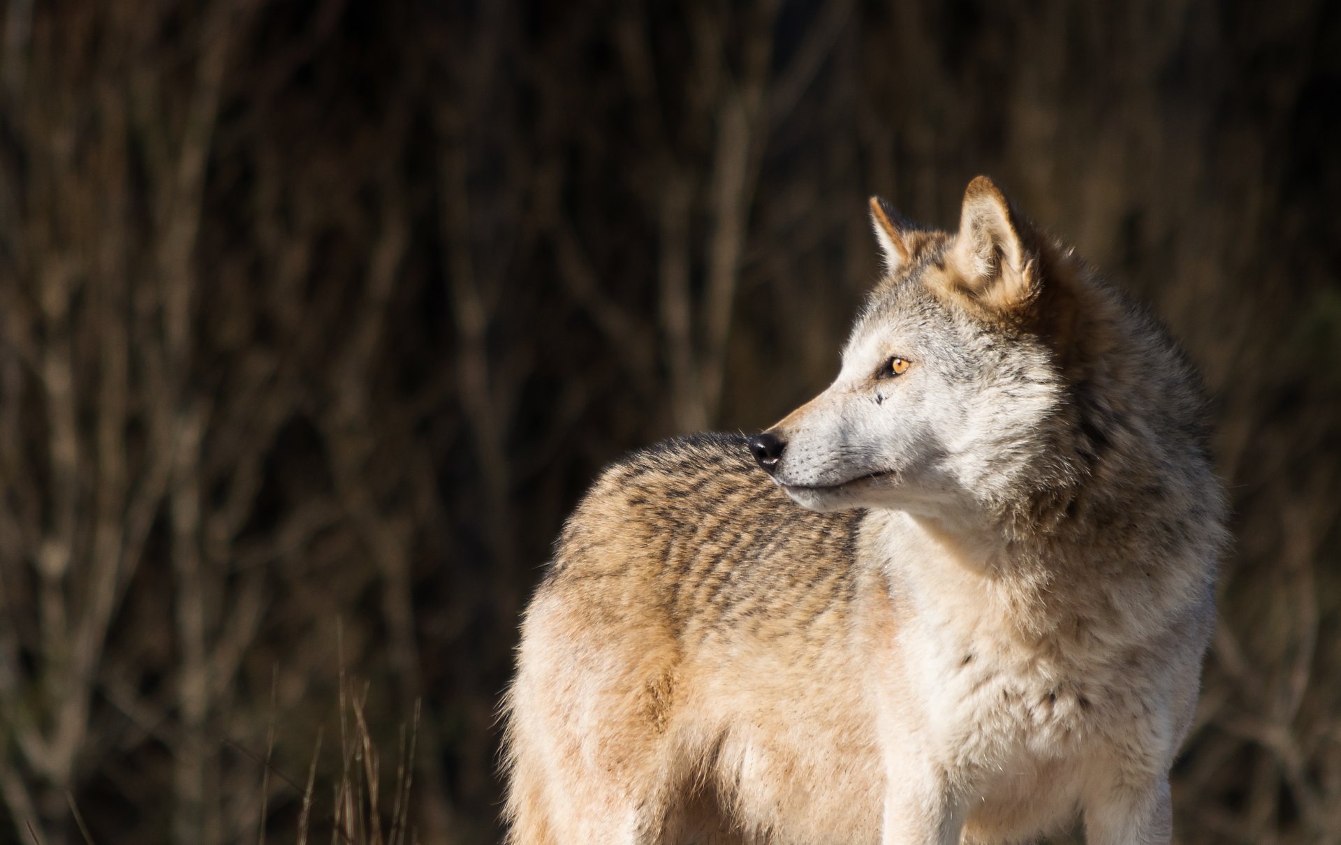 lobo depredador vista