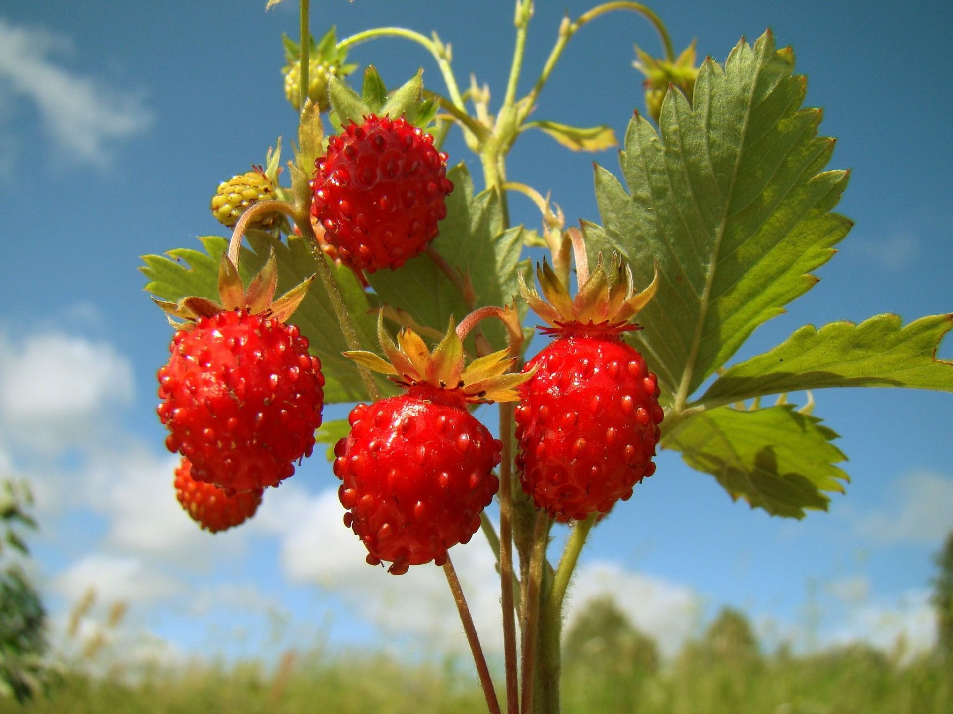 natura fragola carta da parati