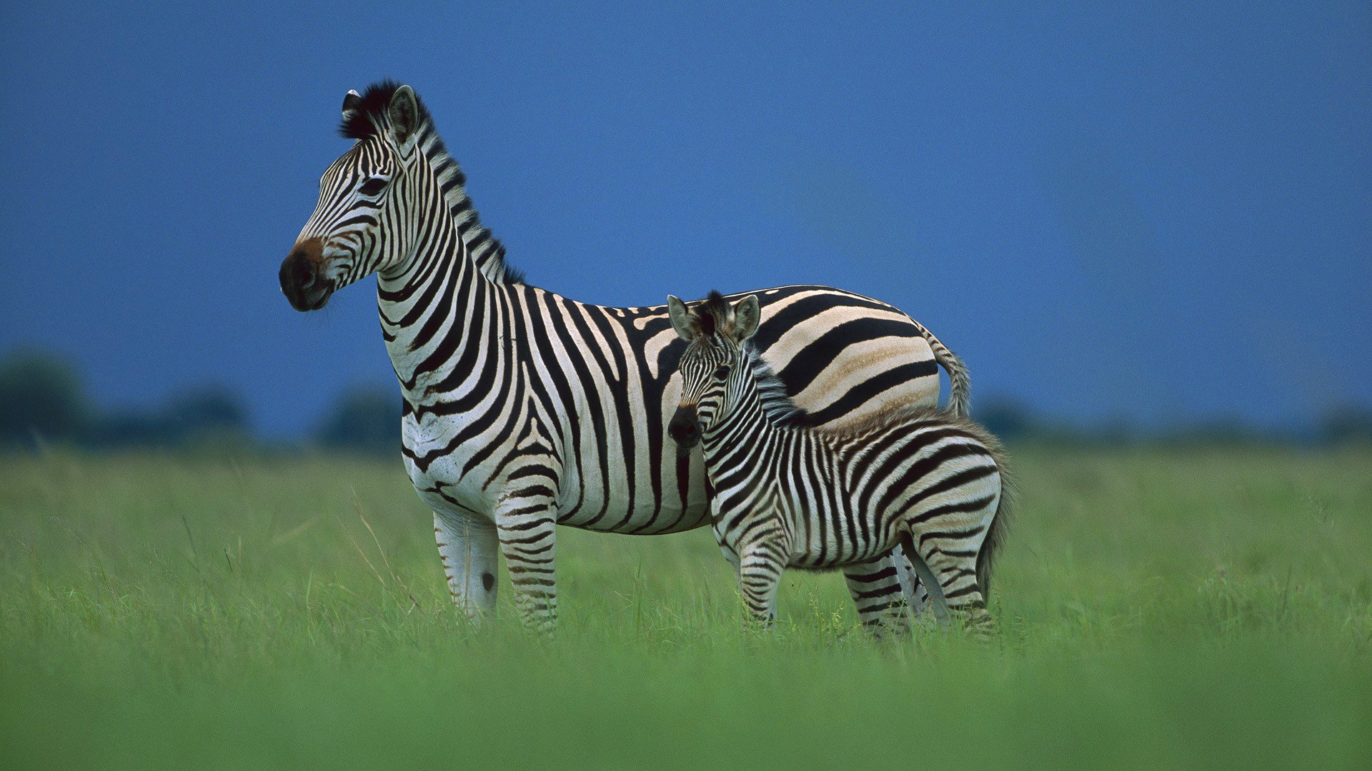 ciel savane afrique zèbre poulain