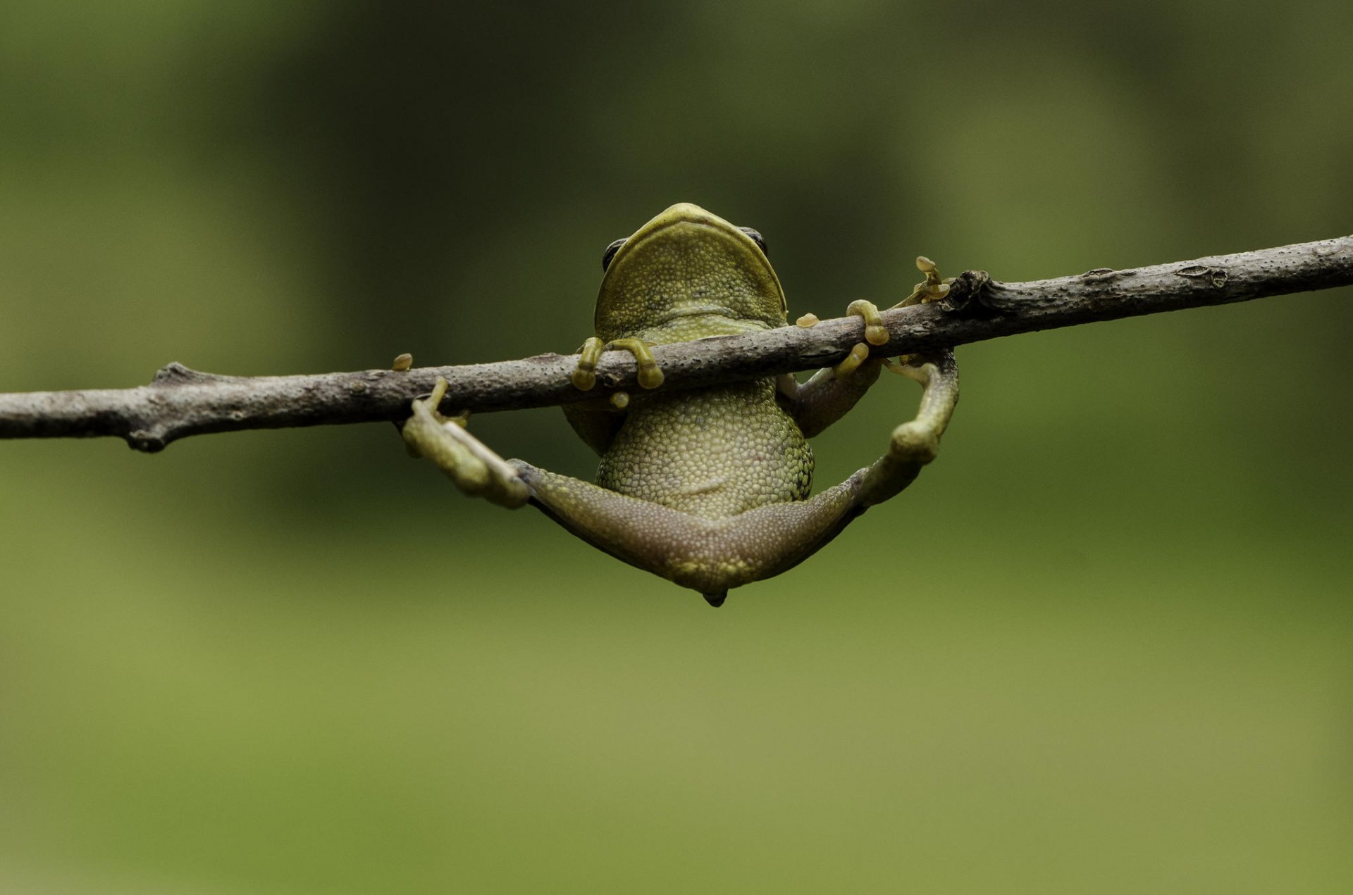 frog hanging foot branch close up background green