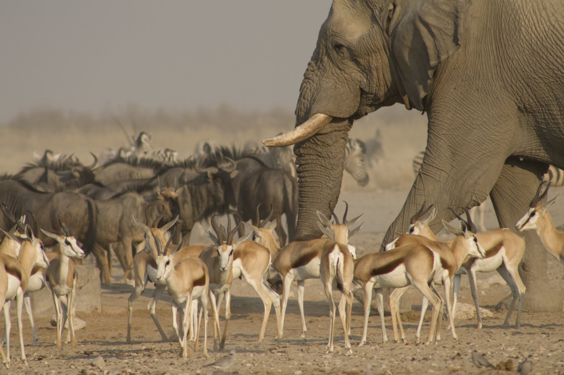 parc national d etosha savane éléphant antilope troupeau animaux