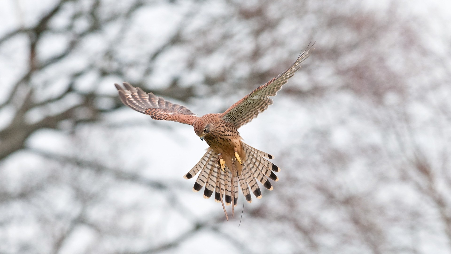 kestrel poultry nature