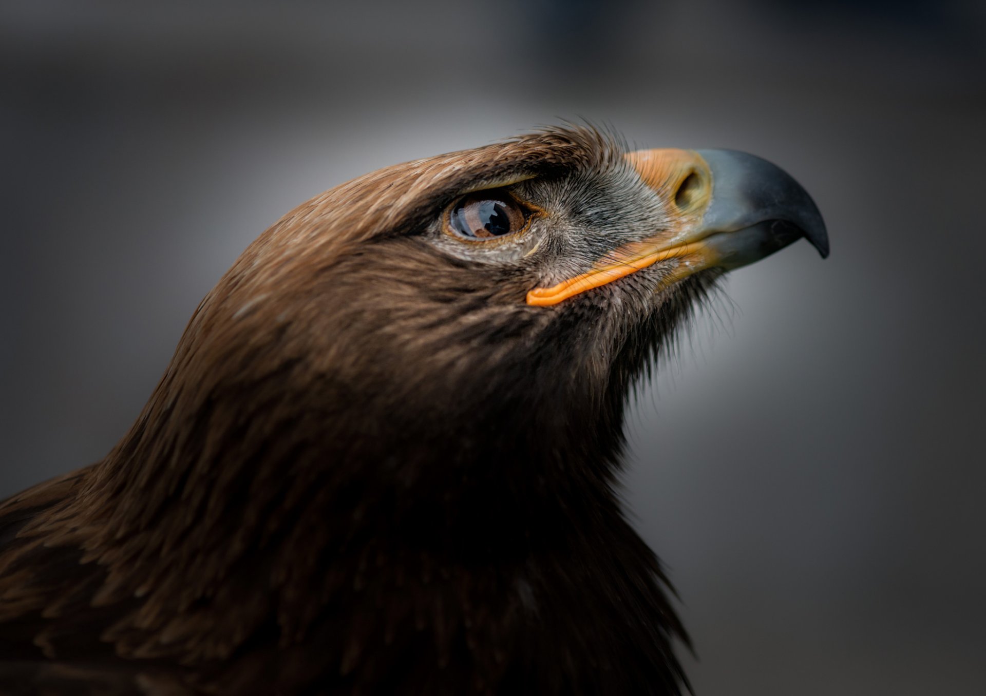 vogel steinadler porträt