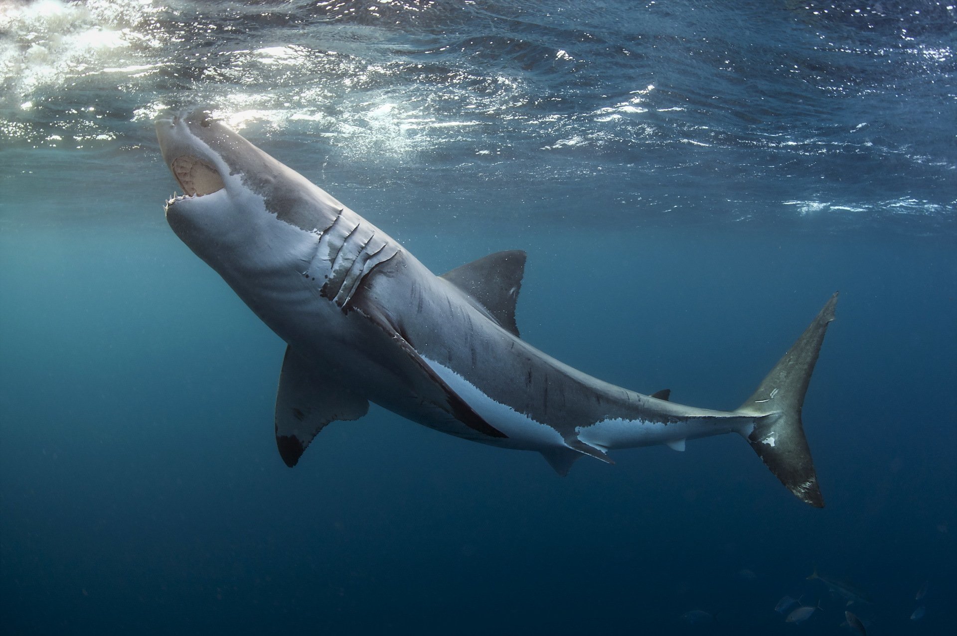 grand requin blanc nature mer