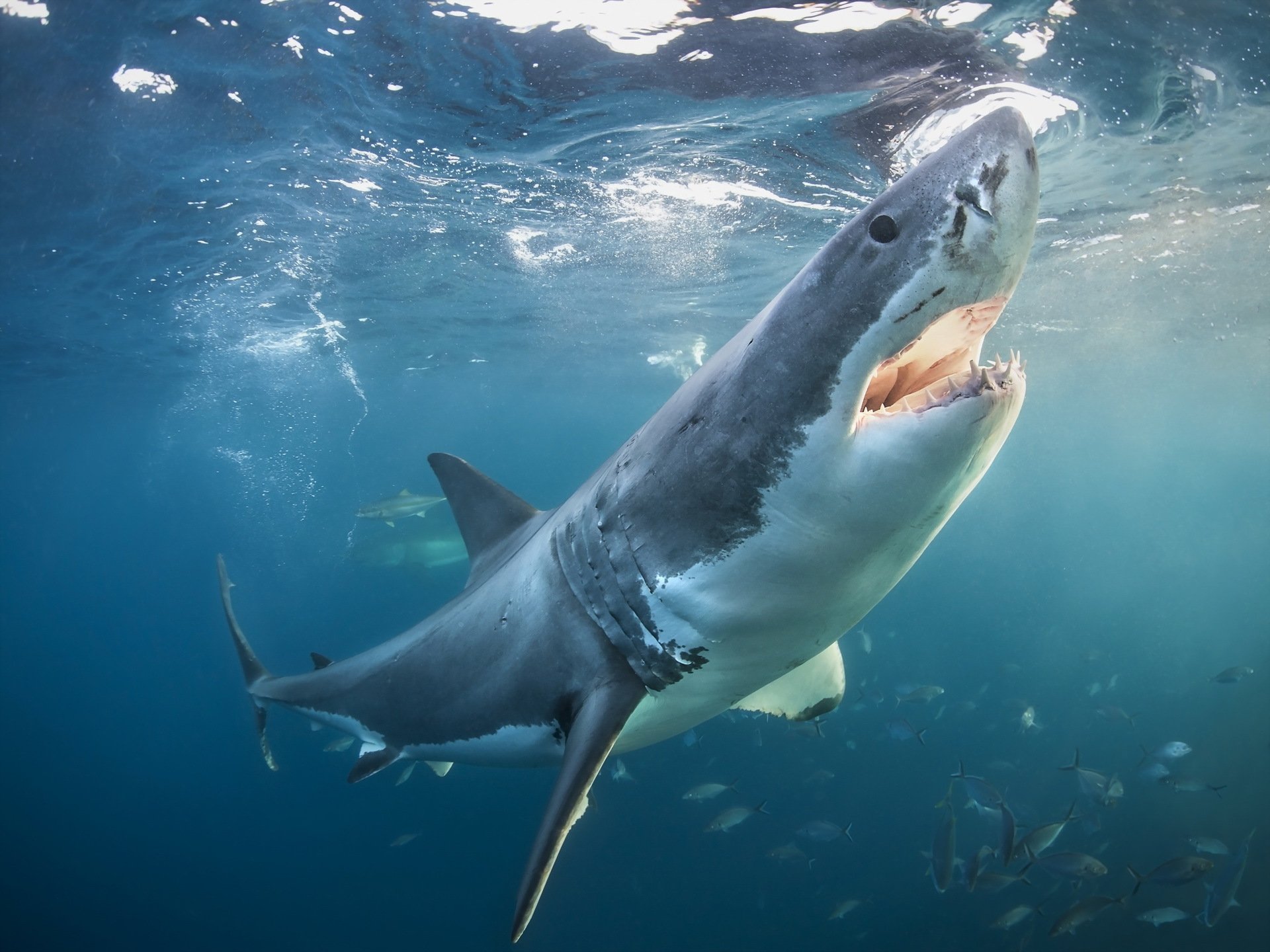 grand requin blanc nature mer