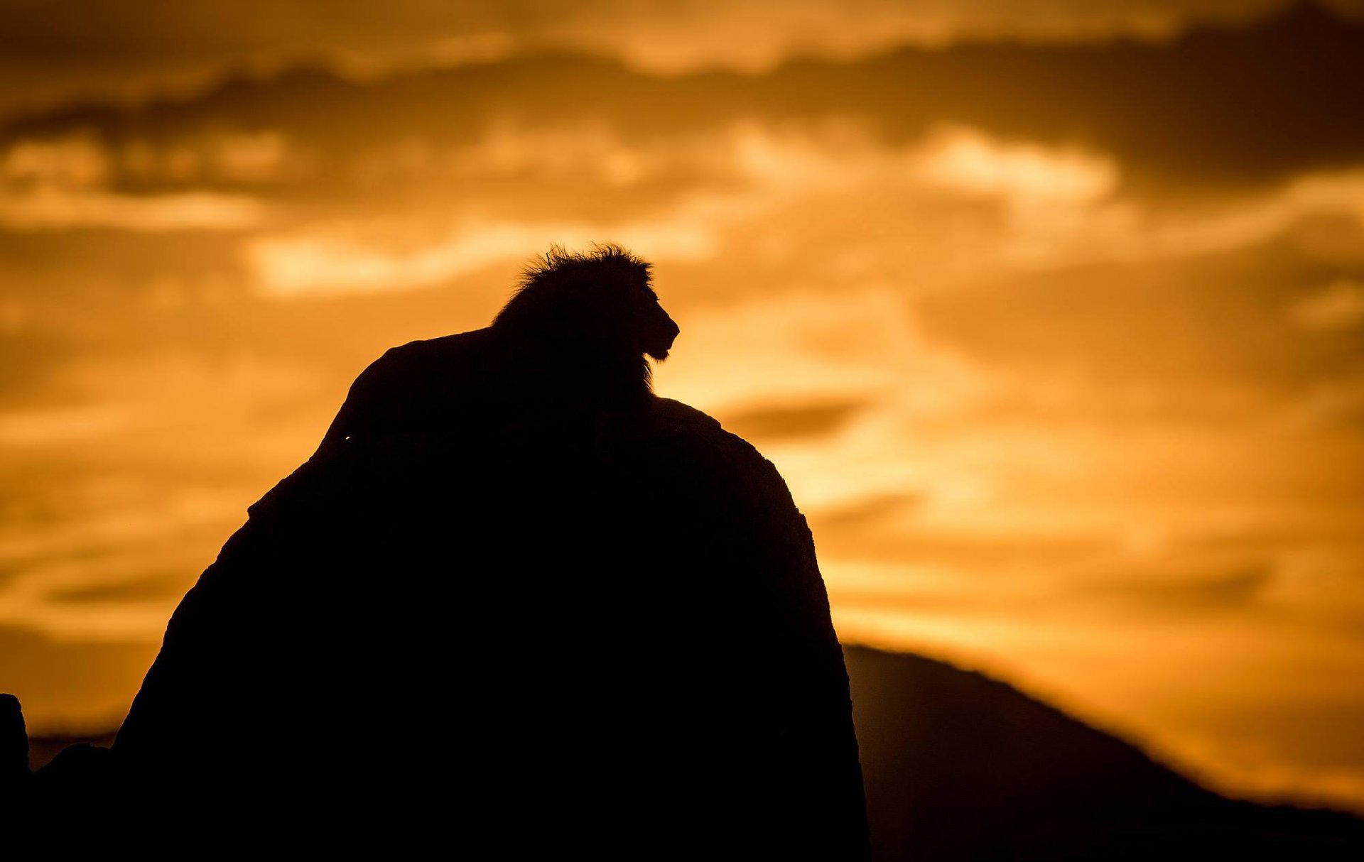 león bestia gato depredador rey de las bestias silueta sombra naturaleza