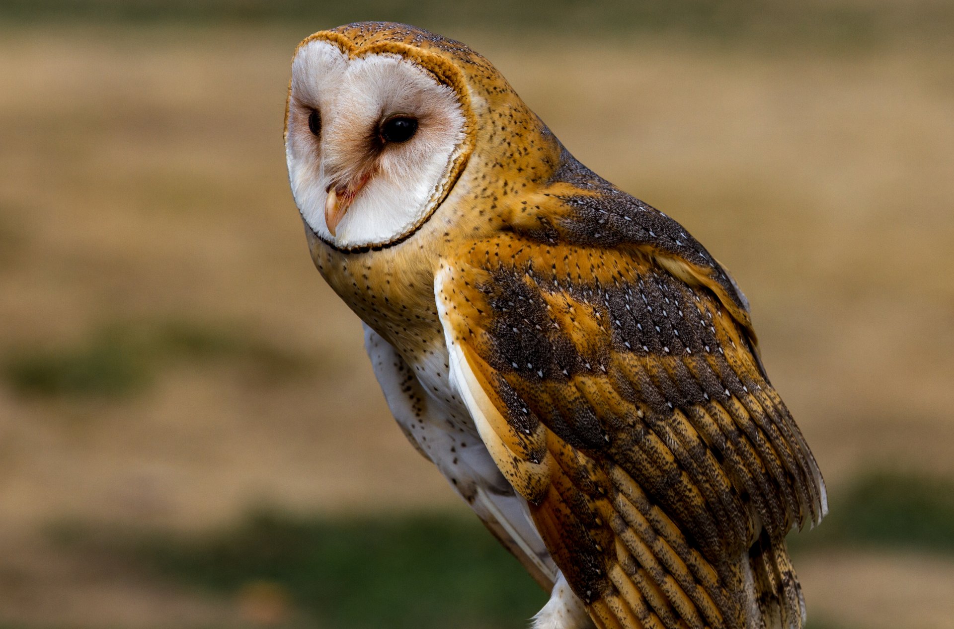 oiseau hibou vue