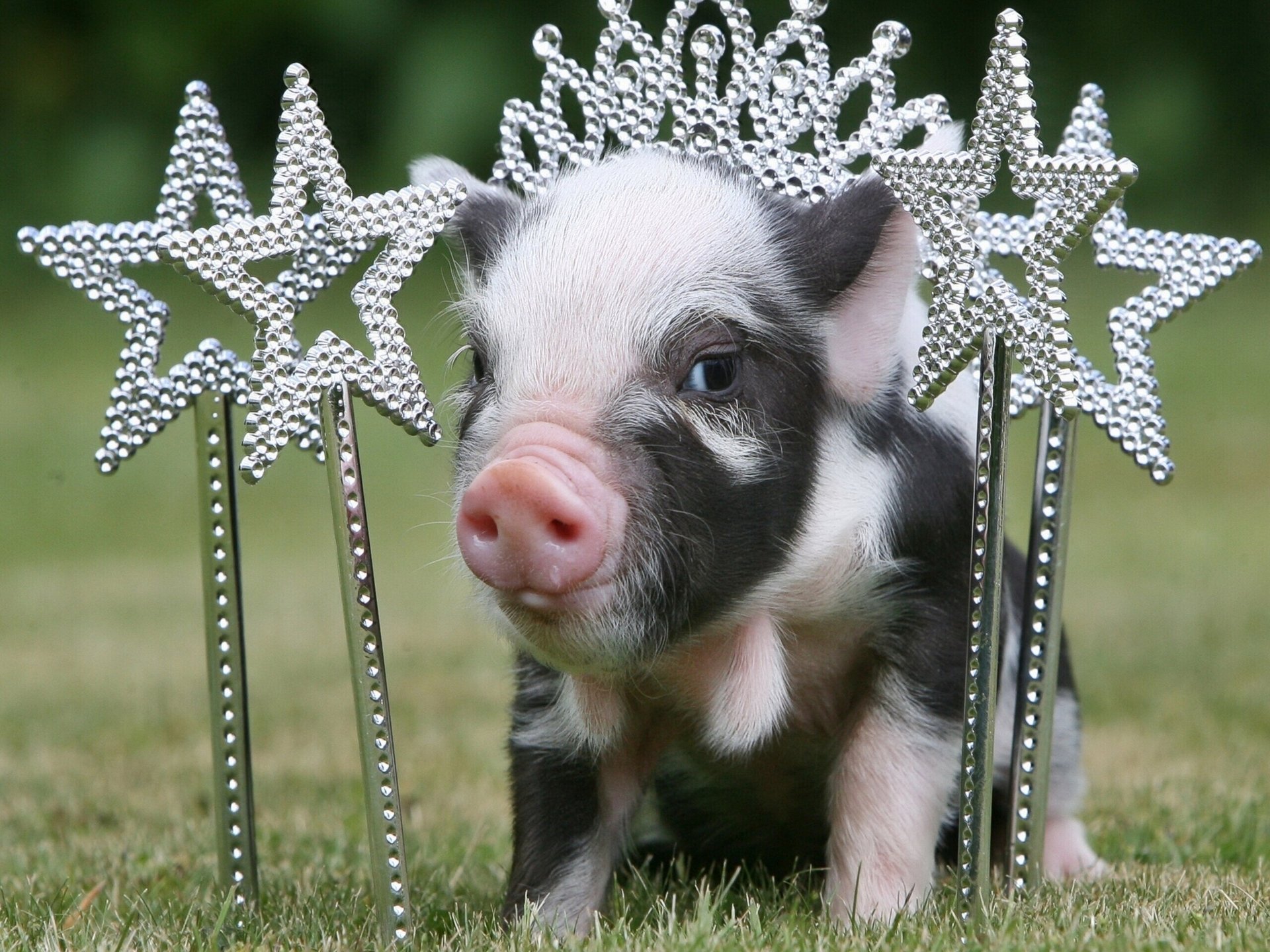 cochon couronne princesse