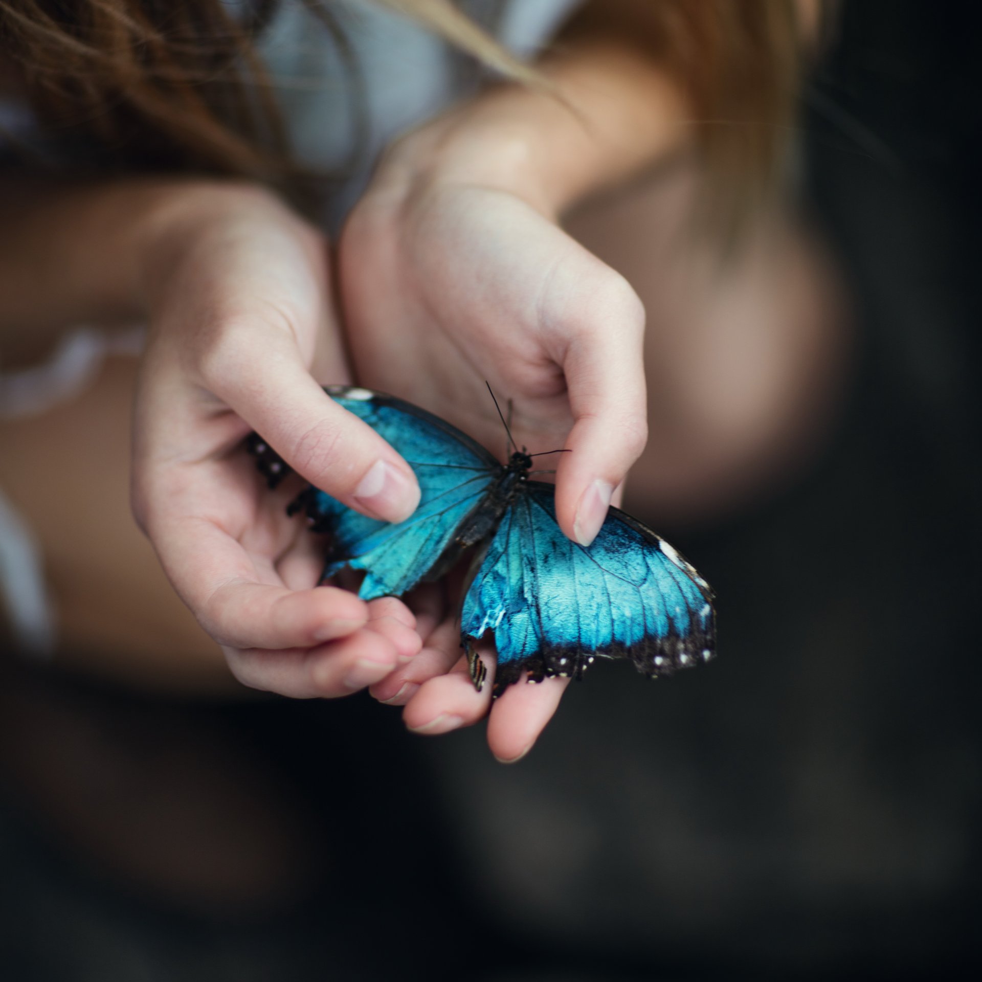 jessie herzog blauer morpho palmen schmetterling