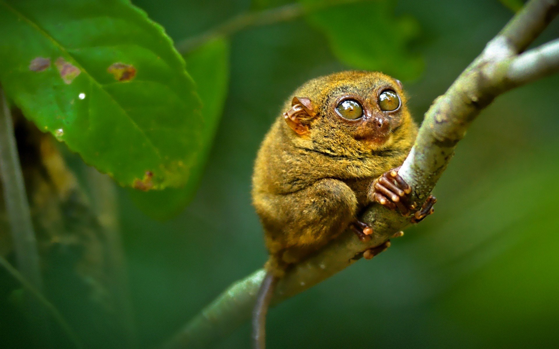 dolgopyat dolgopyat primat zweig augen