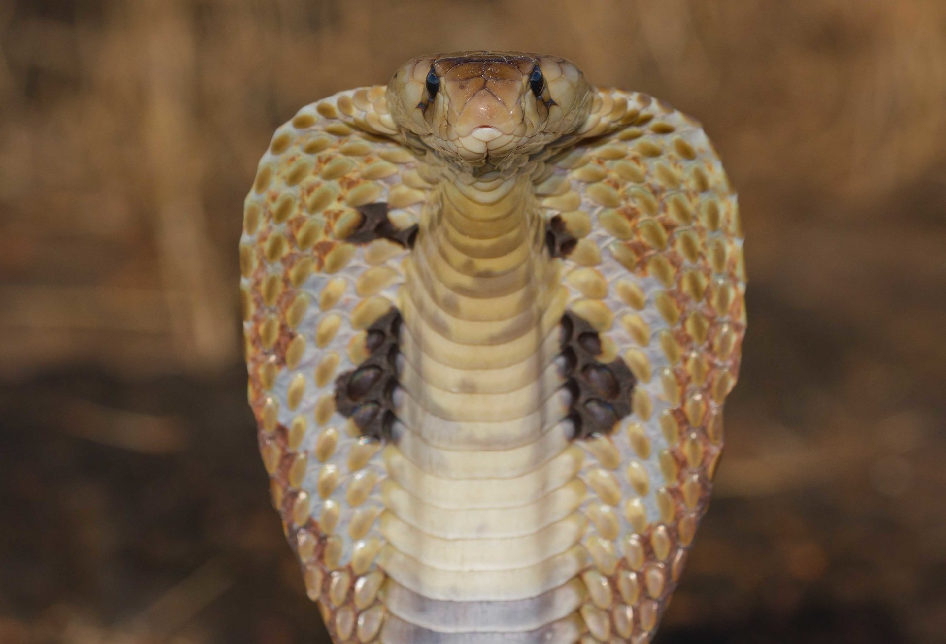 cobra serpente vipera cobra reale rettile primo piano