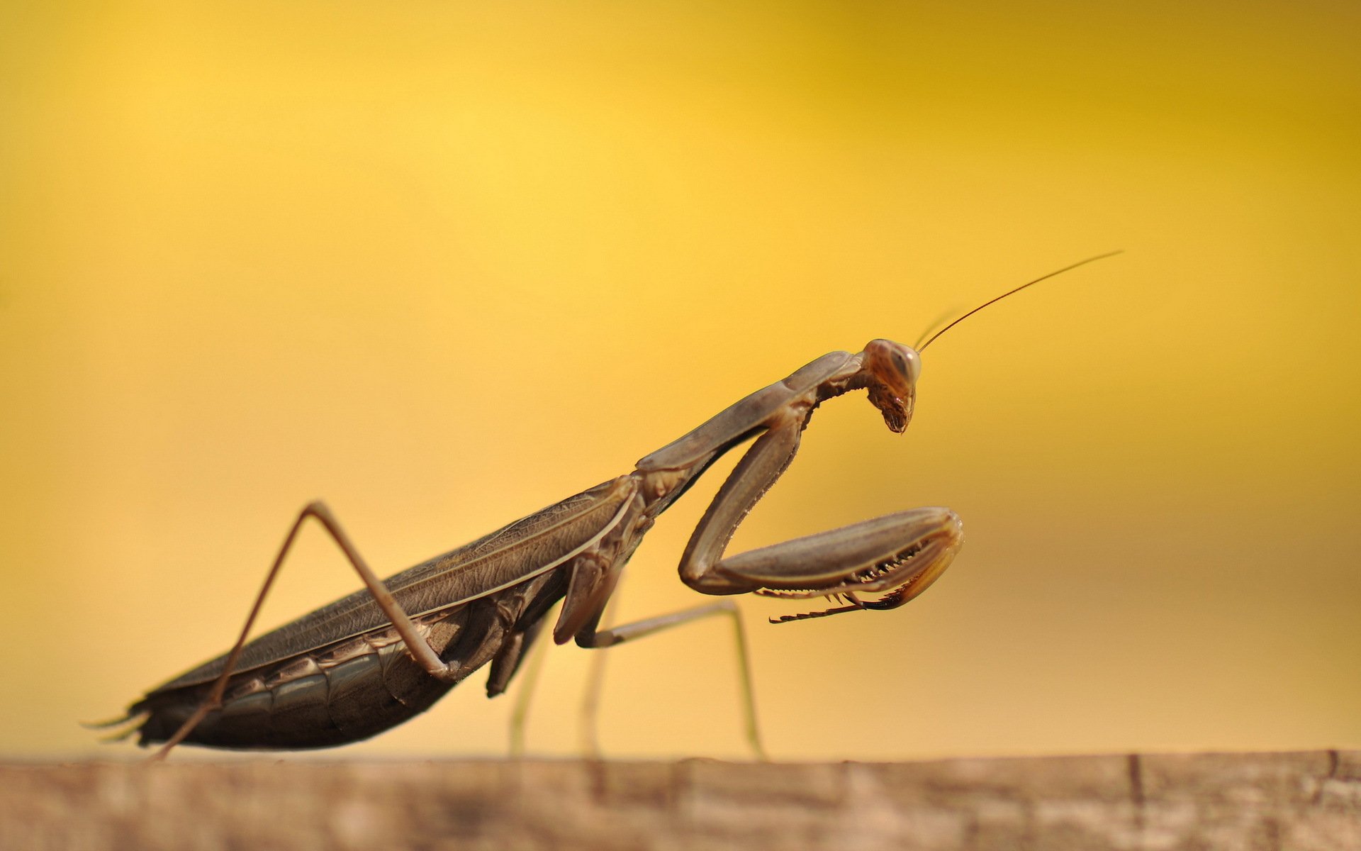 mantis escarabajo macro