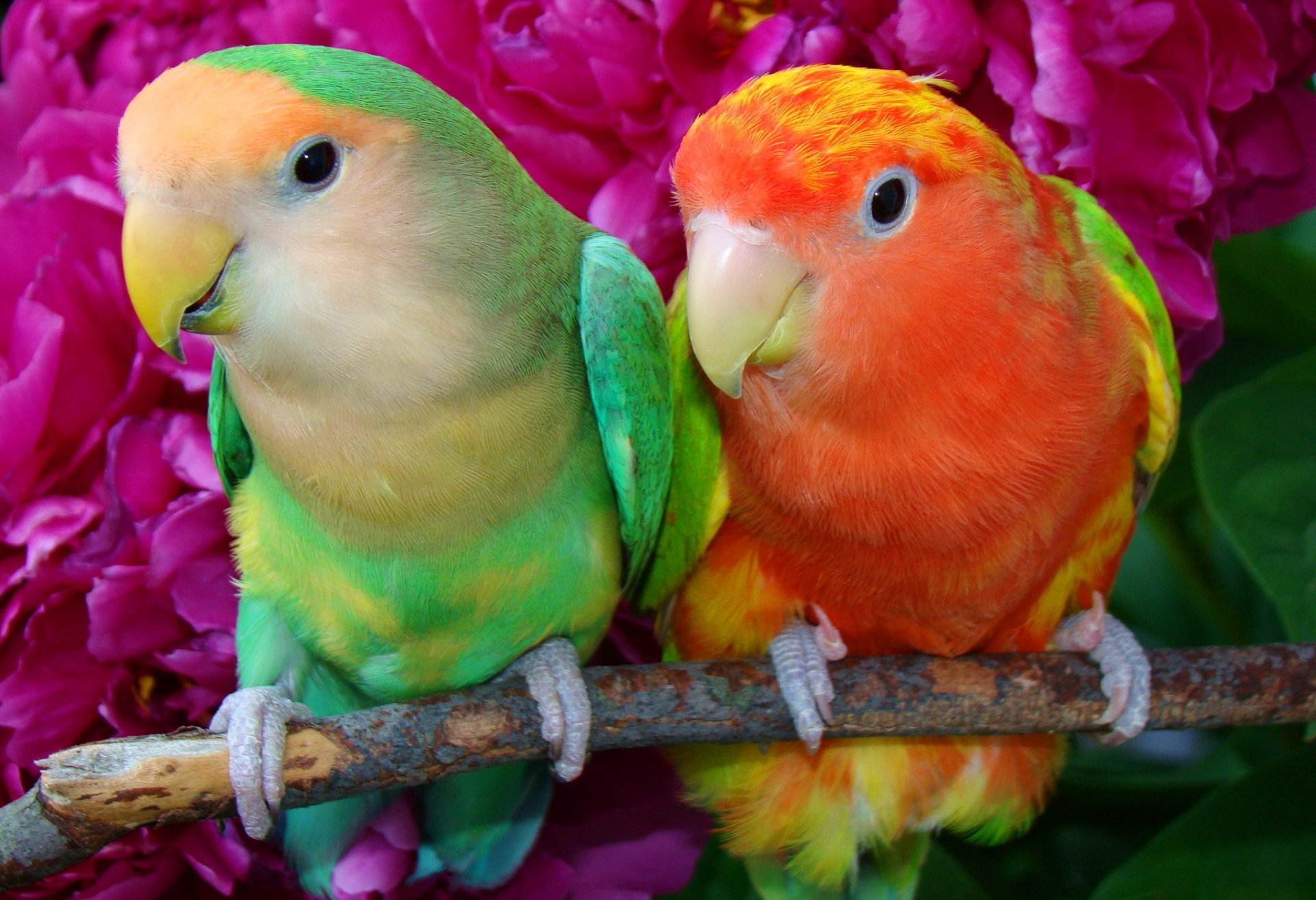 parrot poultry the pair branch beak feather