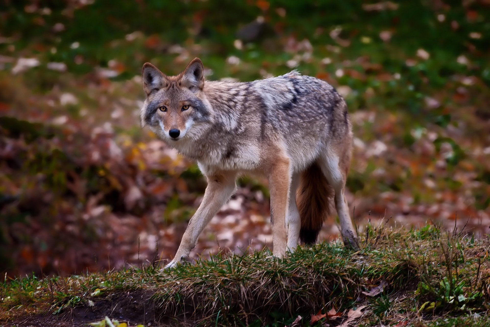 grass leaves predator coyote