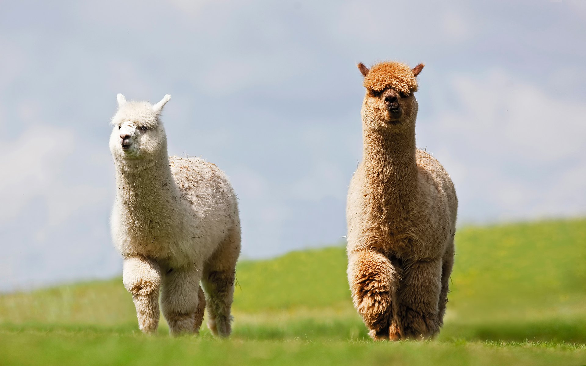 lamas deux herbe ciel