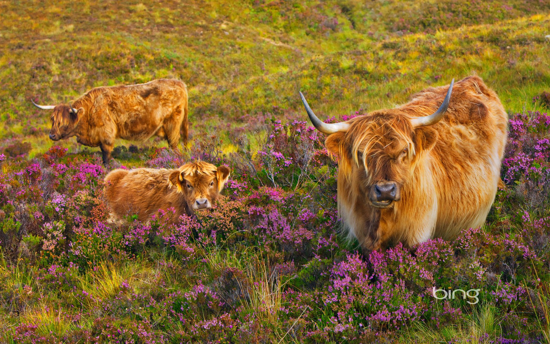 mucca vitello erica isola di skye scozia