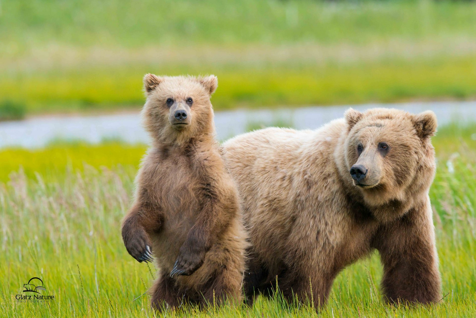 alaska bären zwei bär bär wiese