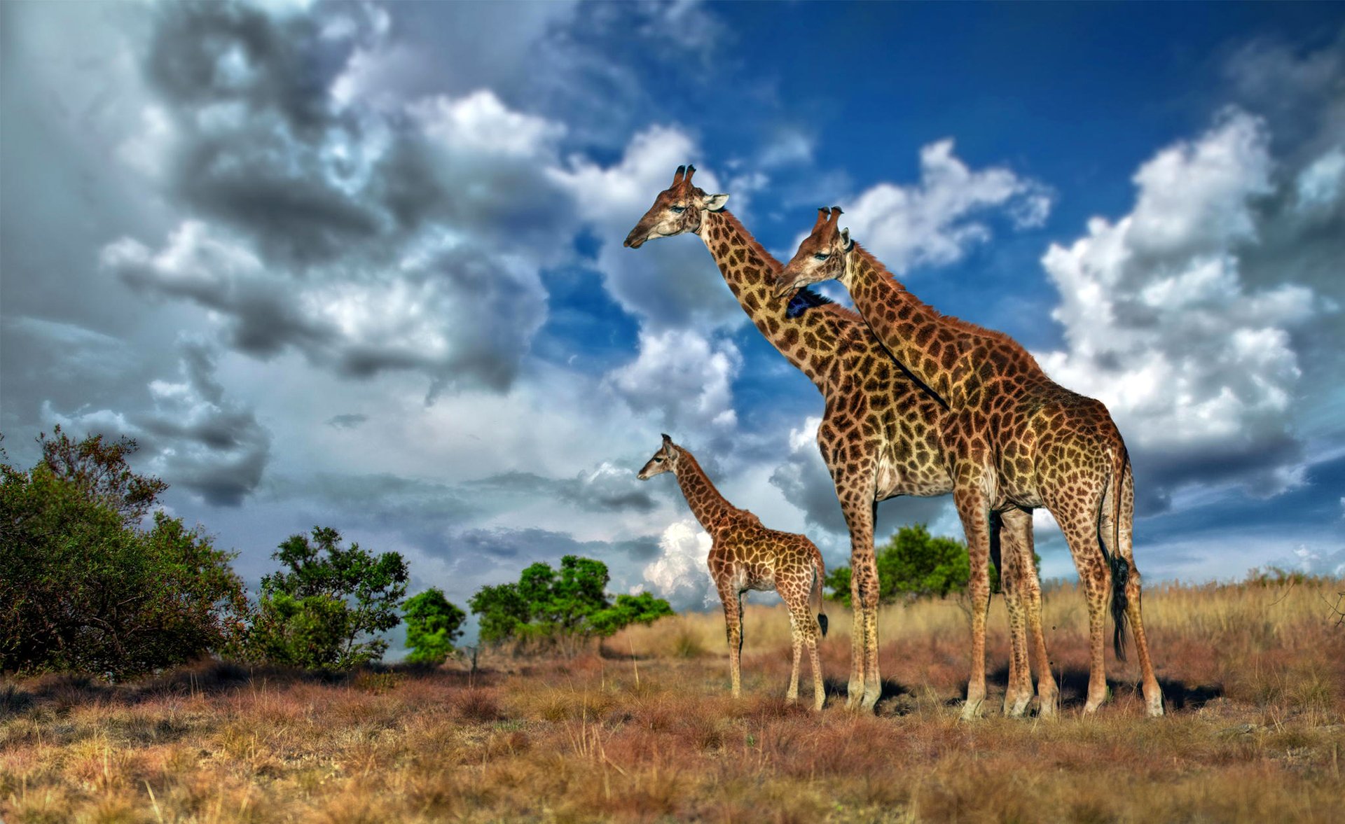 ciel nuages afrique girafe savane