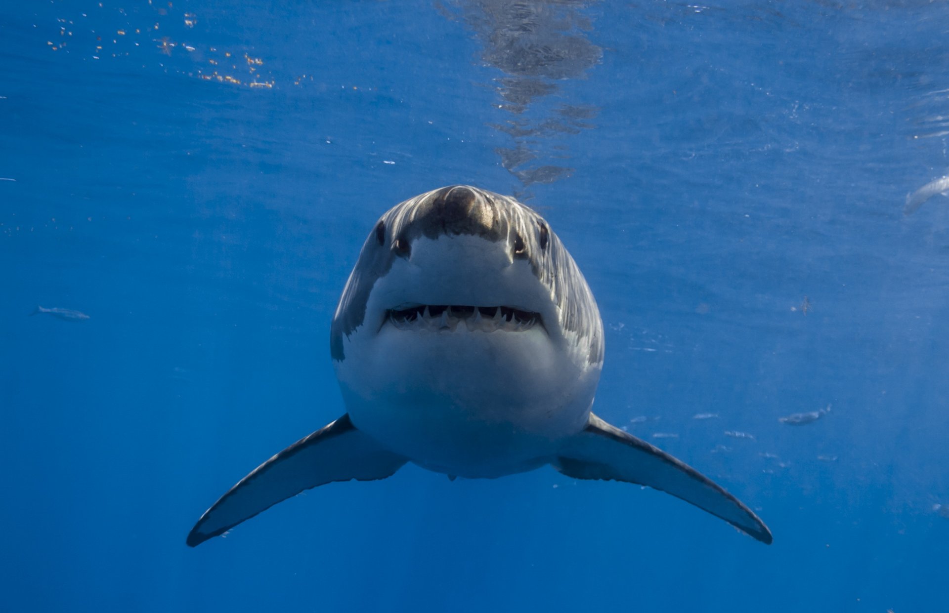 requin eau nature