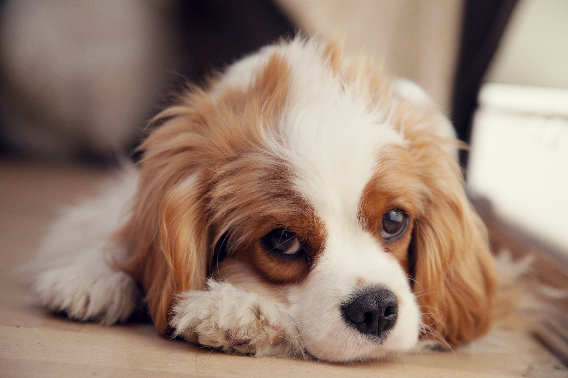 chiot cavalier king charles spaniel spaniel triste