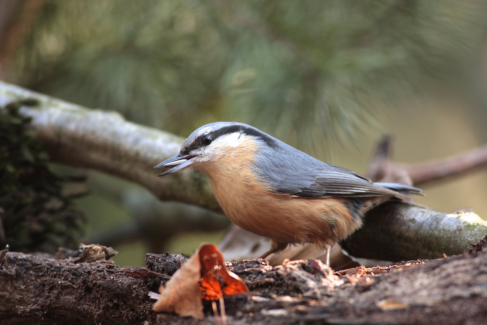 branch tree sheet poultry nuthatch seeds food