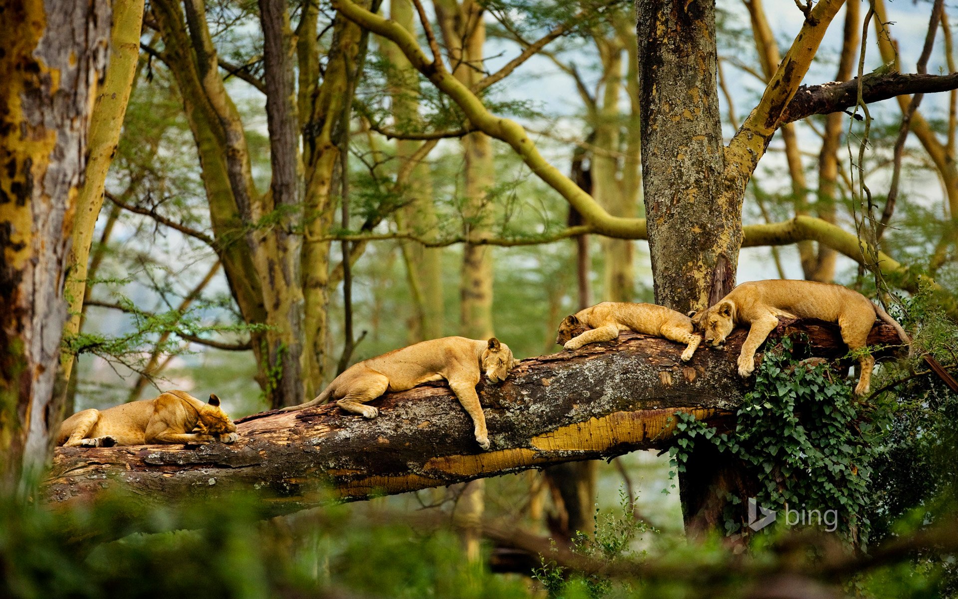 lions sleeping tree africa savannah