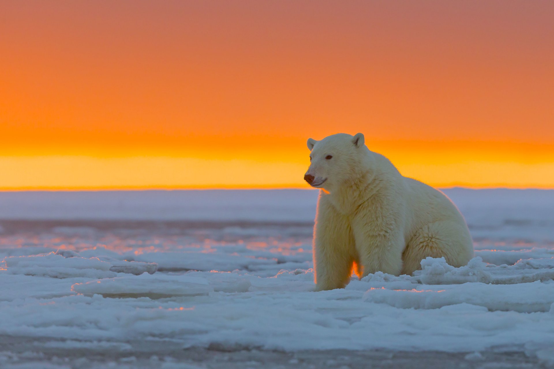 niedźwiedź polarny zachód słońca lodowa pustynia narodowy rezerwat arktyczny alaska