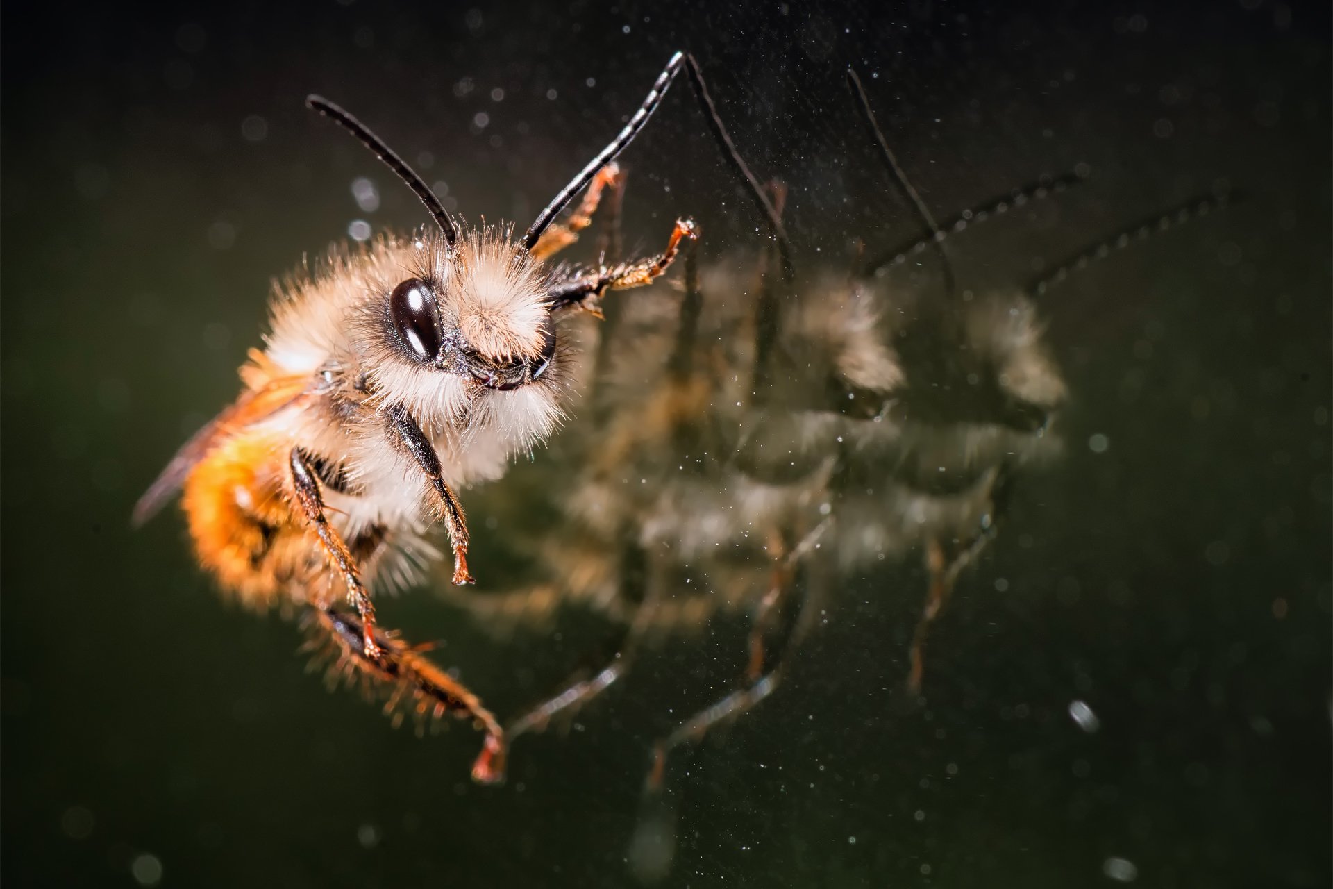 abeja vidrio reflejos