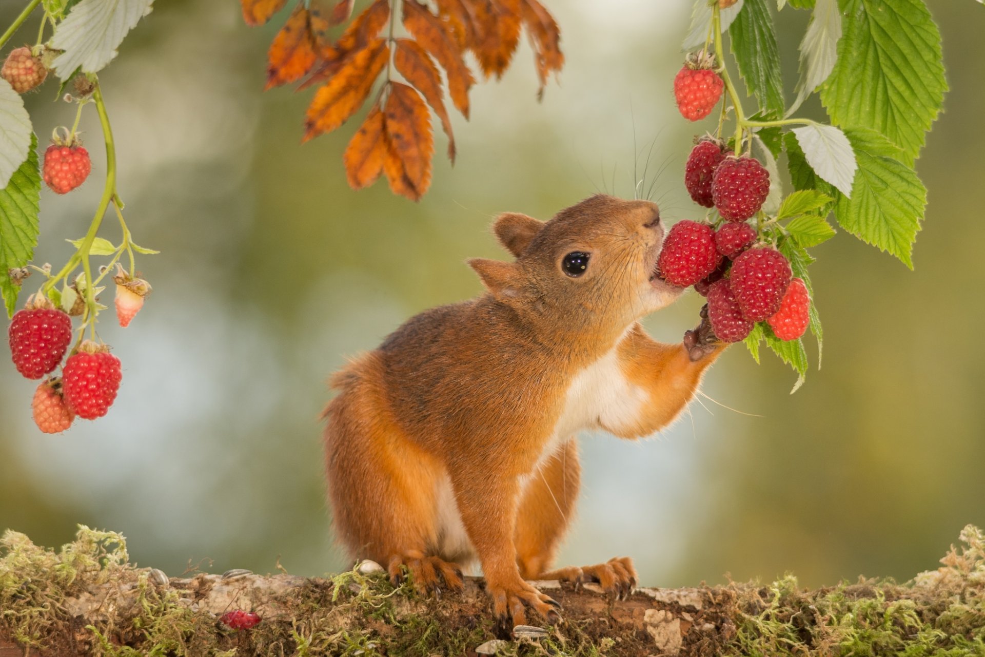 tier nagetier eichhörnchen natur zweige blätter beeren himbeeren