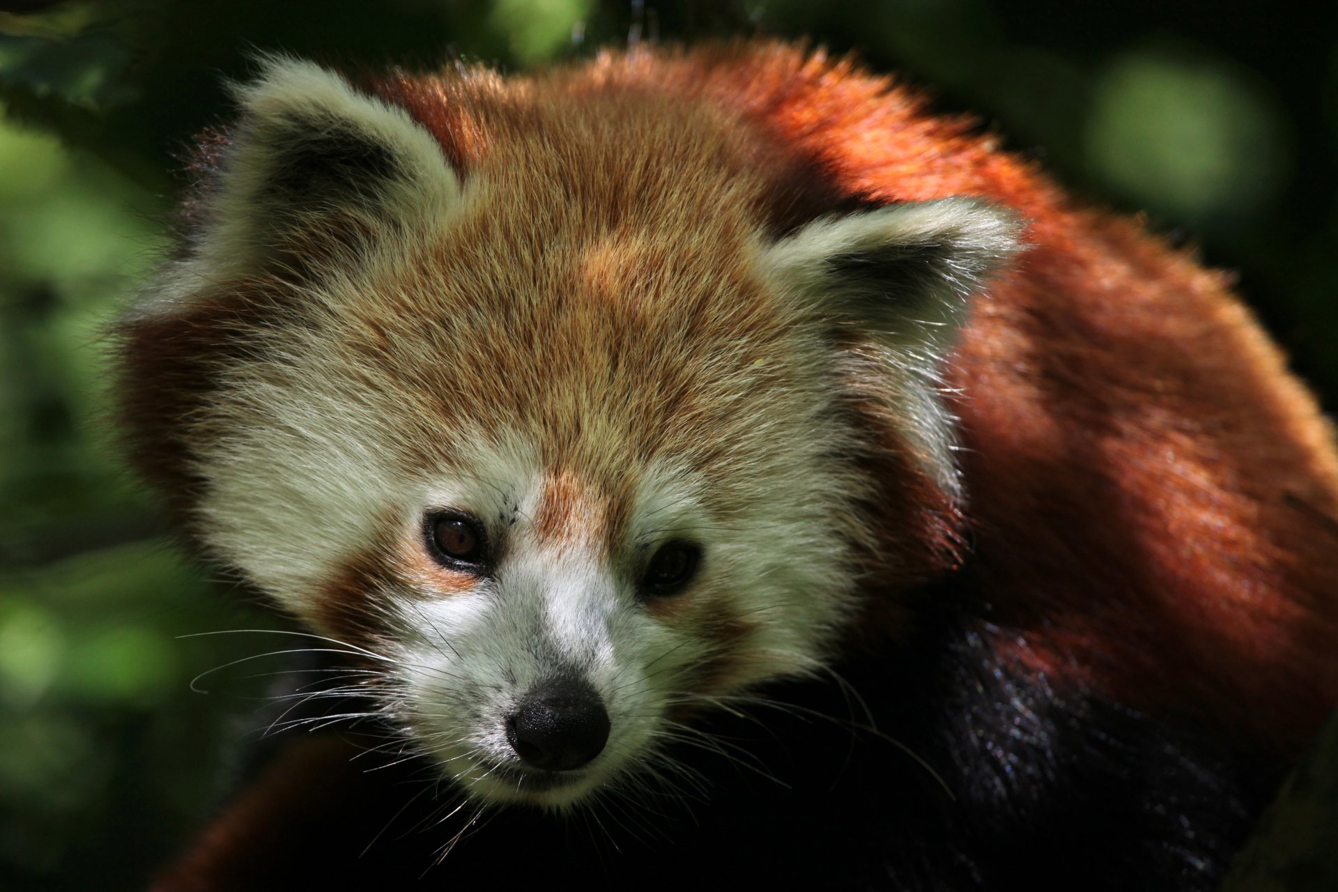 red panda red panda cute size bigger cats nutrition leaves shoots bamboo nature animals travel my planet blur bokeh wallpaper