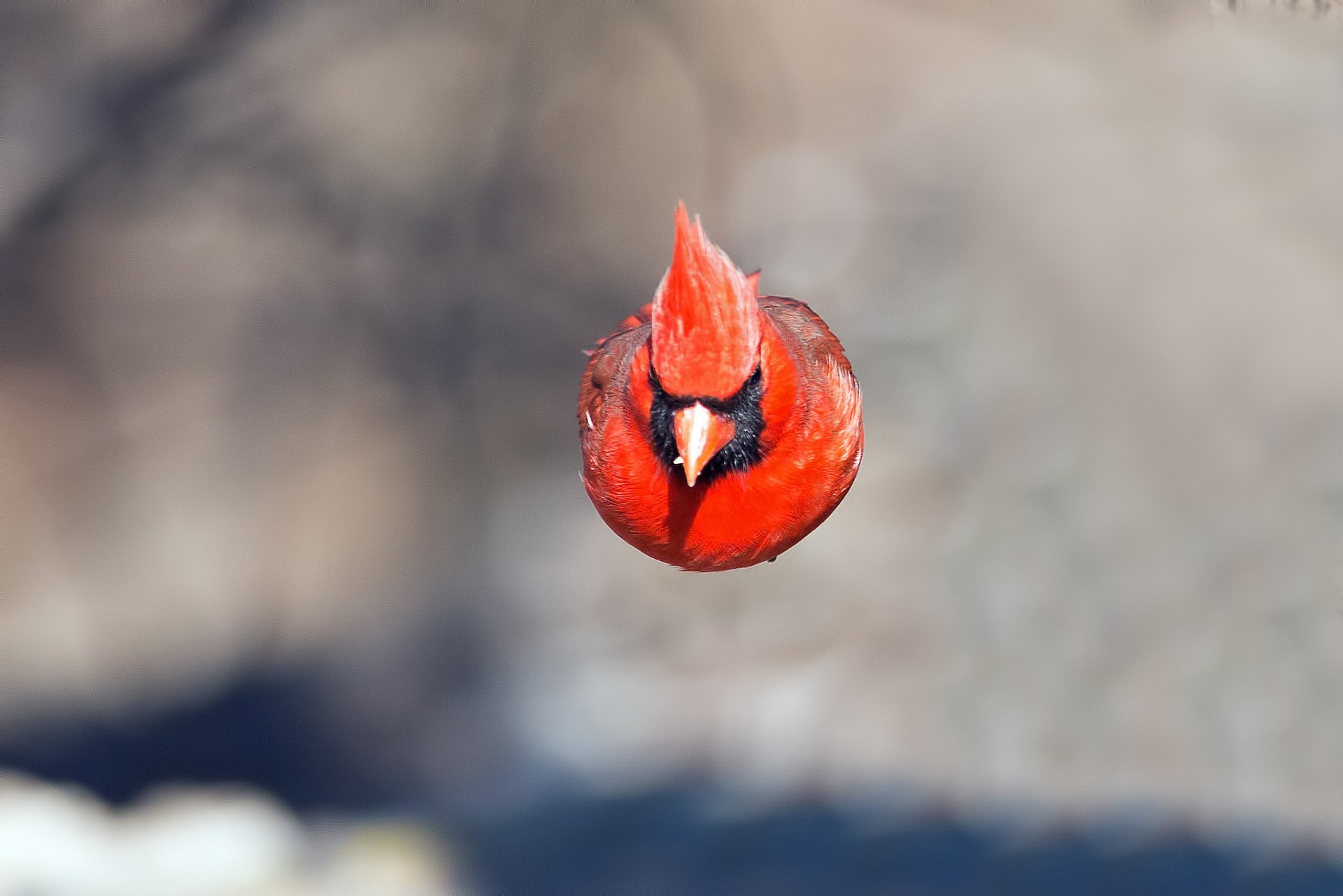 pájaro cardenal plumas pico color vuelo