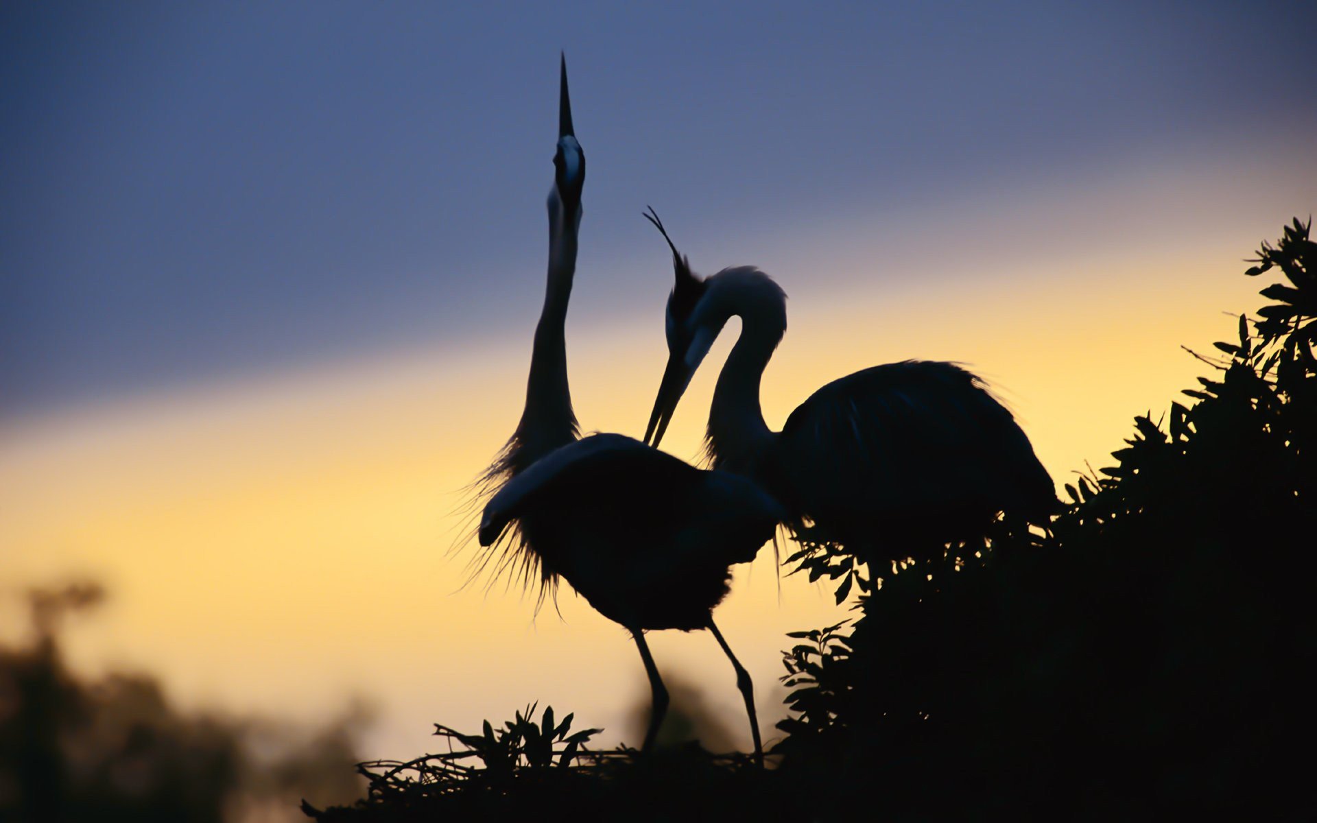 birds heron beak neck feet features silhouettes the pair nest sky