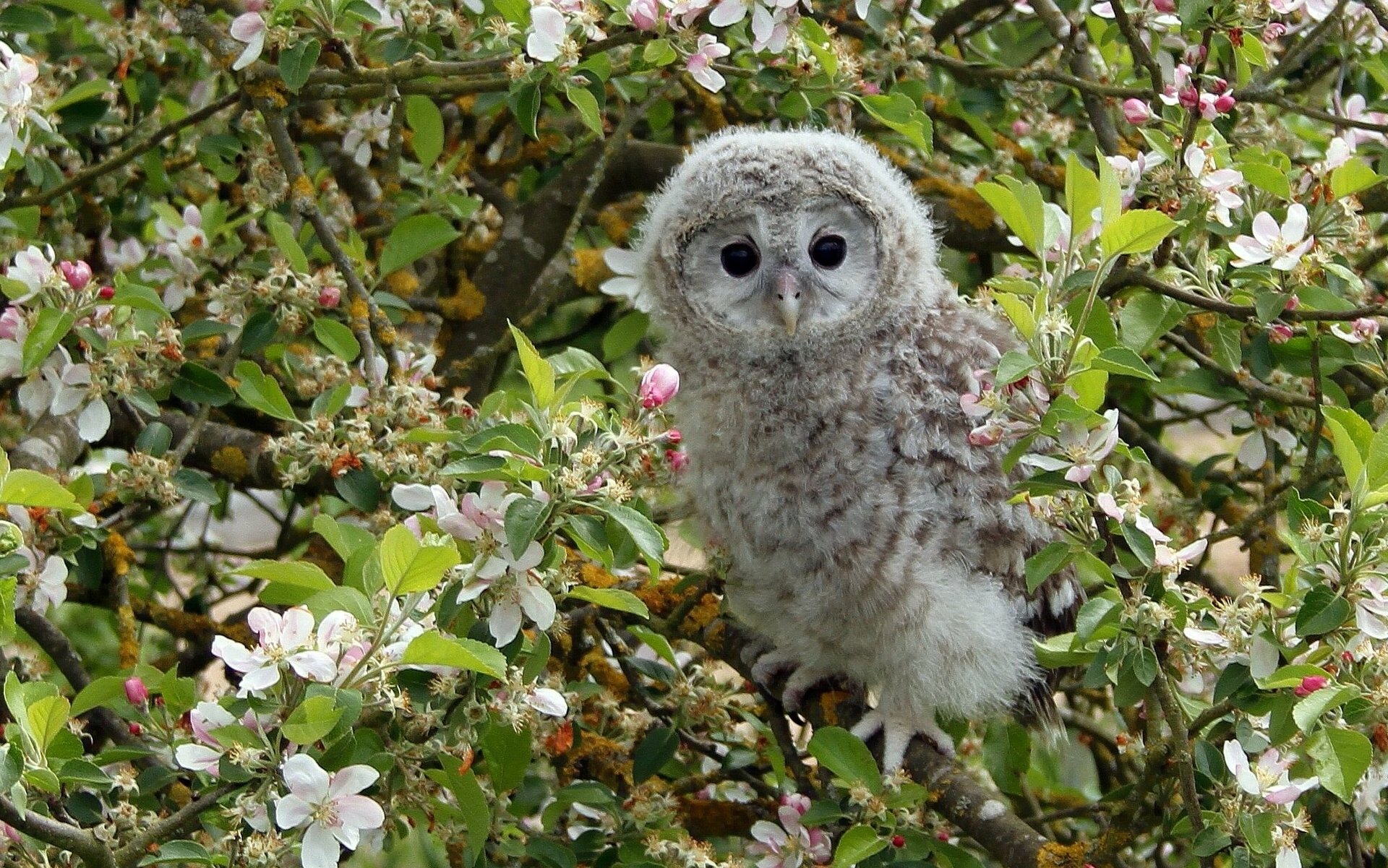 chouette chouette oiseau poussin arbre pommier branches floraison fleurs