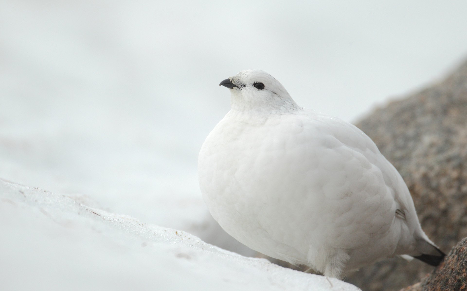 blanco perdiz pájaro nieve