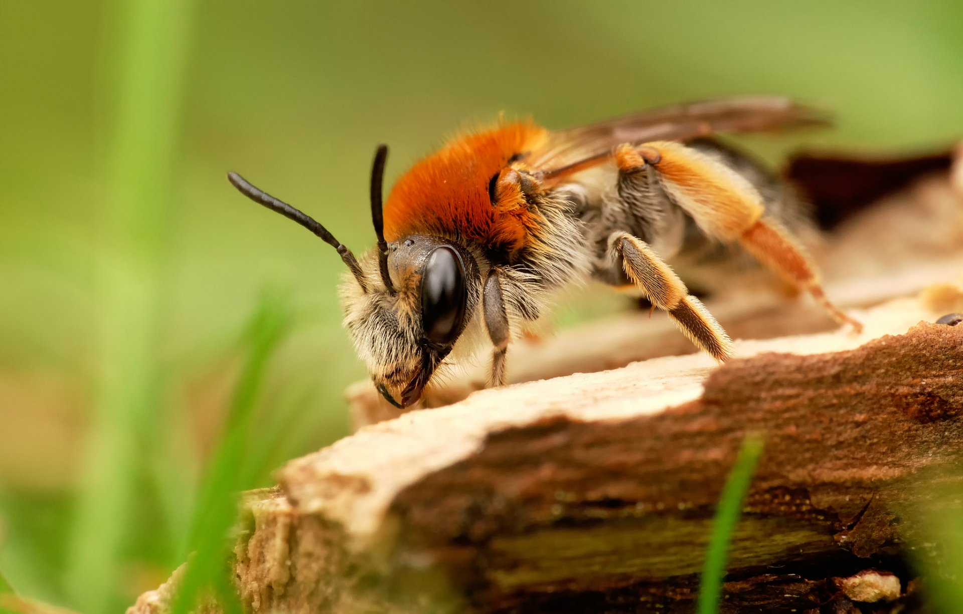 abeille gros plan arbre herbe