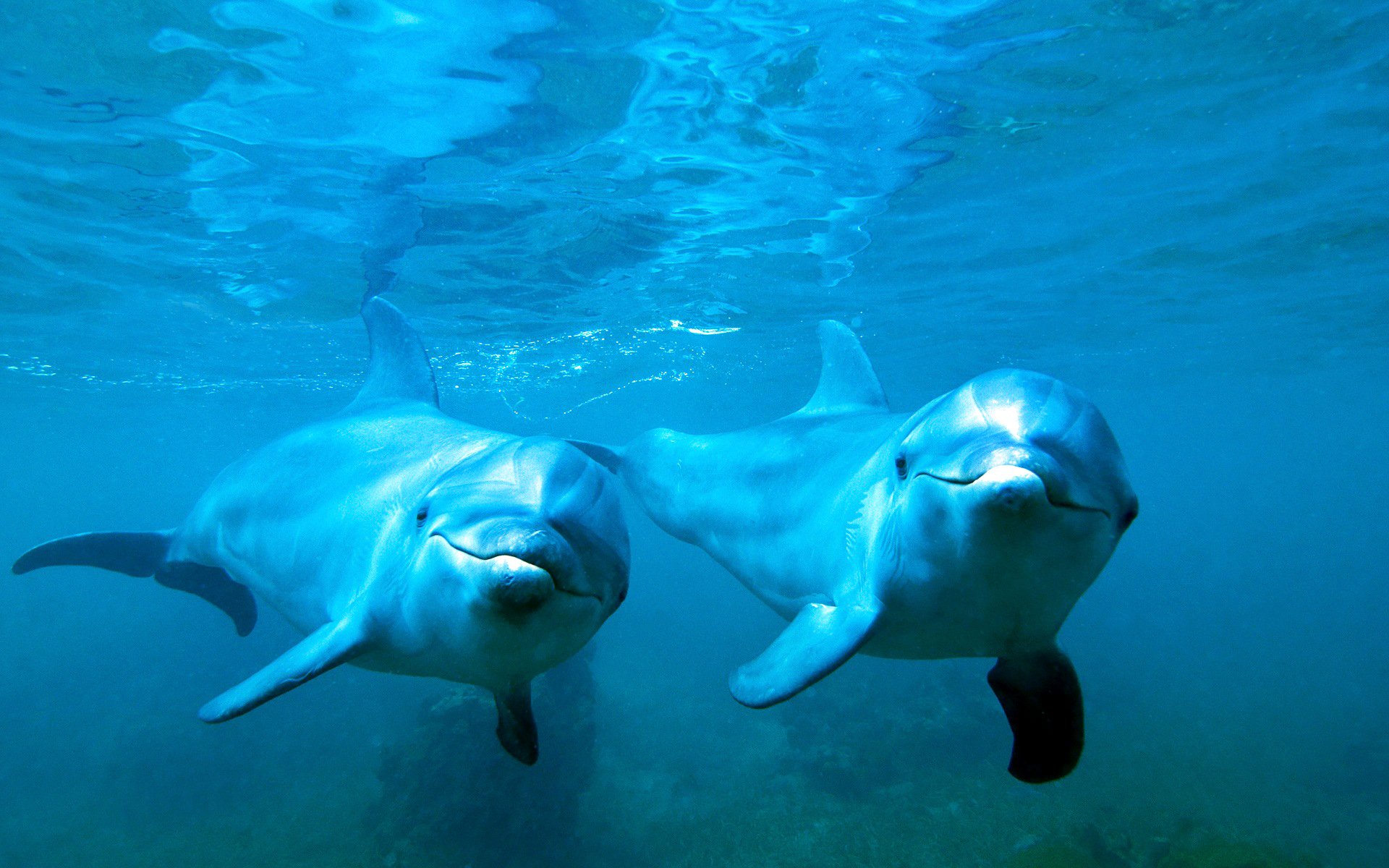 delfines agua mar pareja