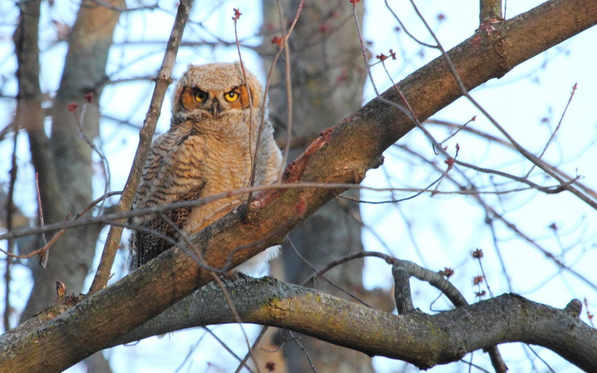 tree branches poultry owl