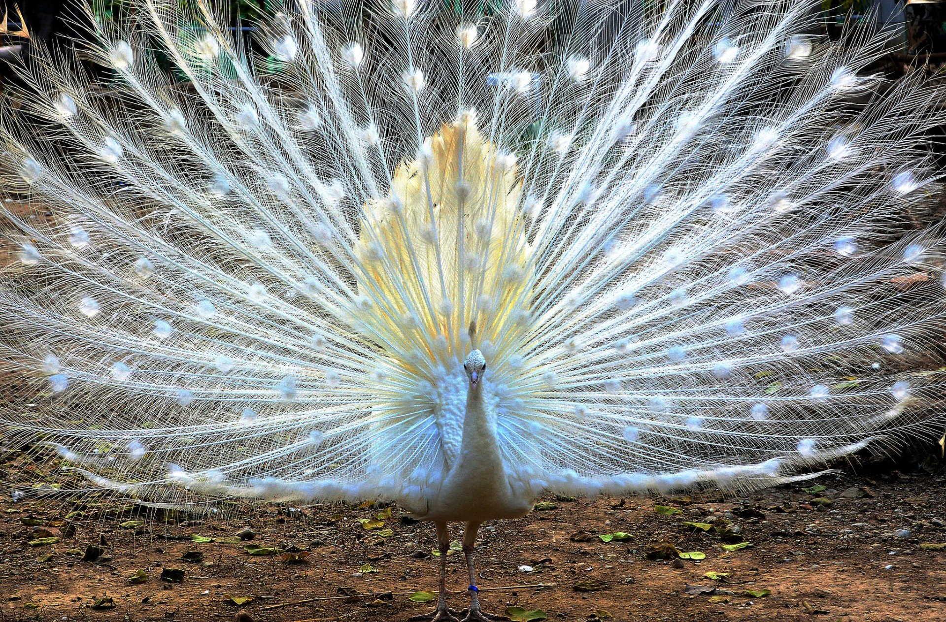 poultry white peacock tail feathers fan