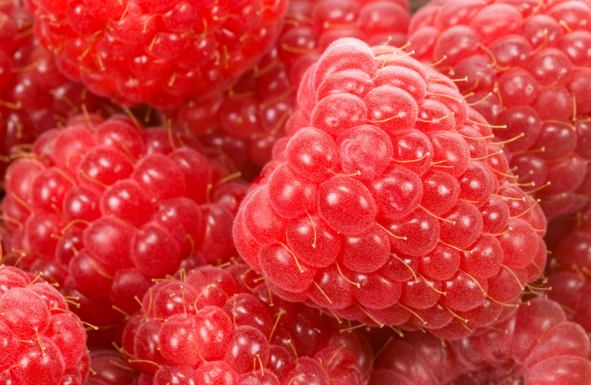 raspberry close up quality