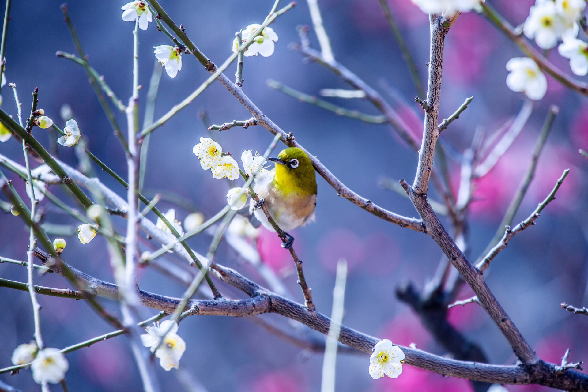 ojos blancos japoneses pájaro árbol flores ramas primavera naturaleza