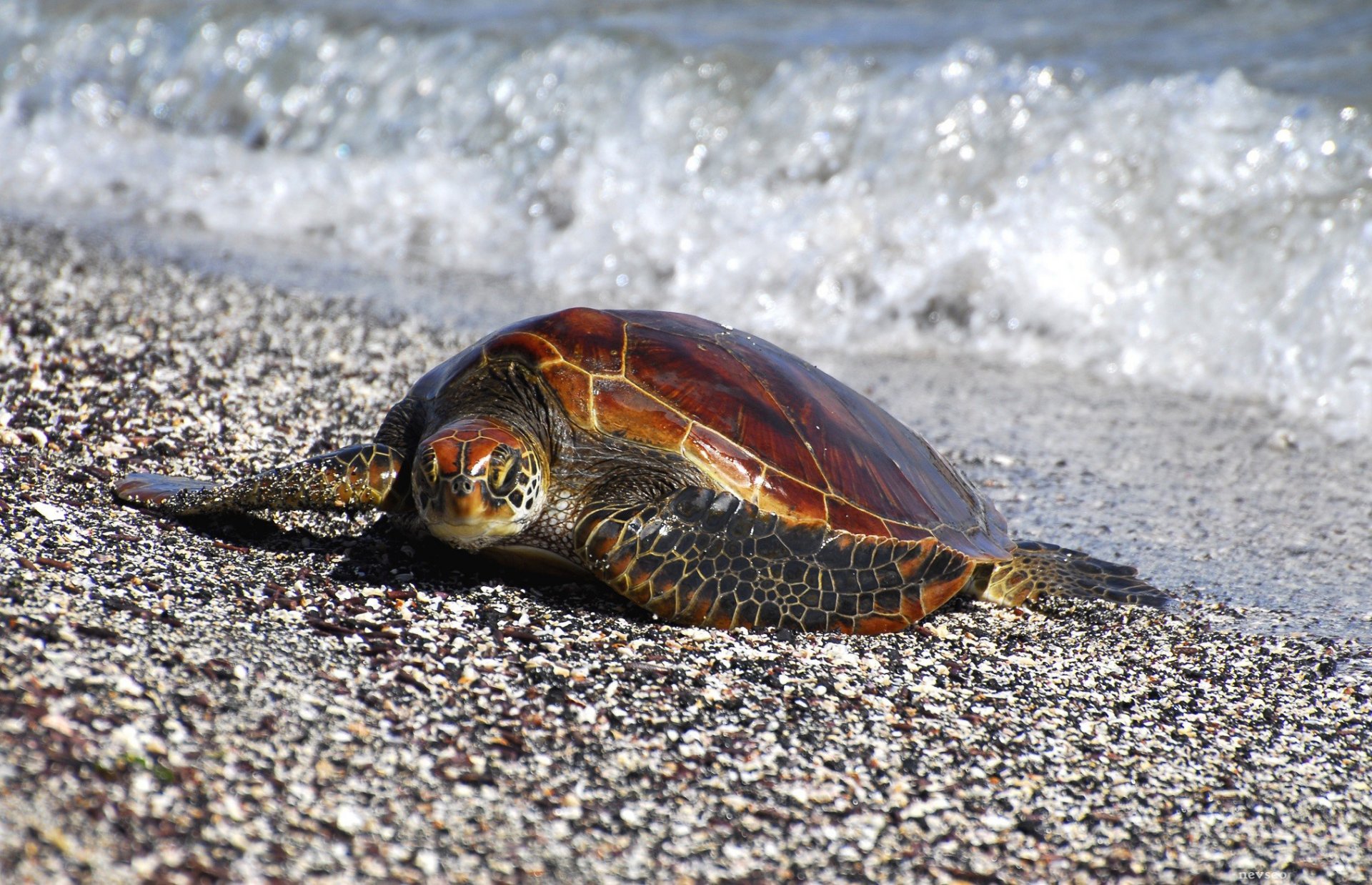 küste küste schildkröte flossen meer steine kiesel