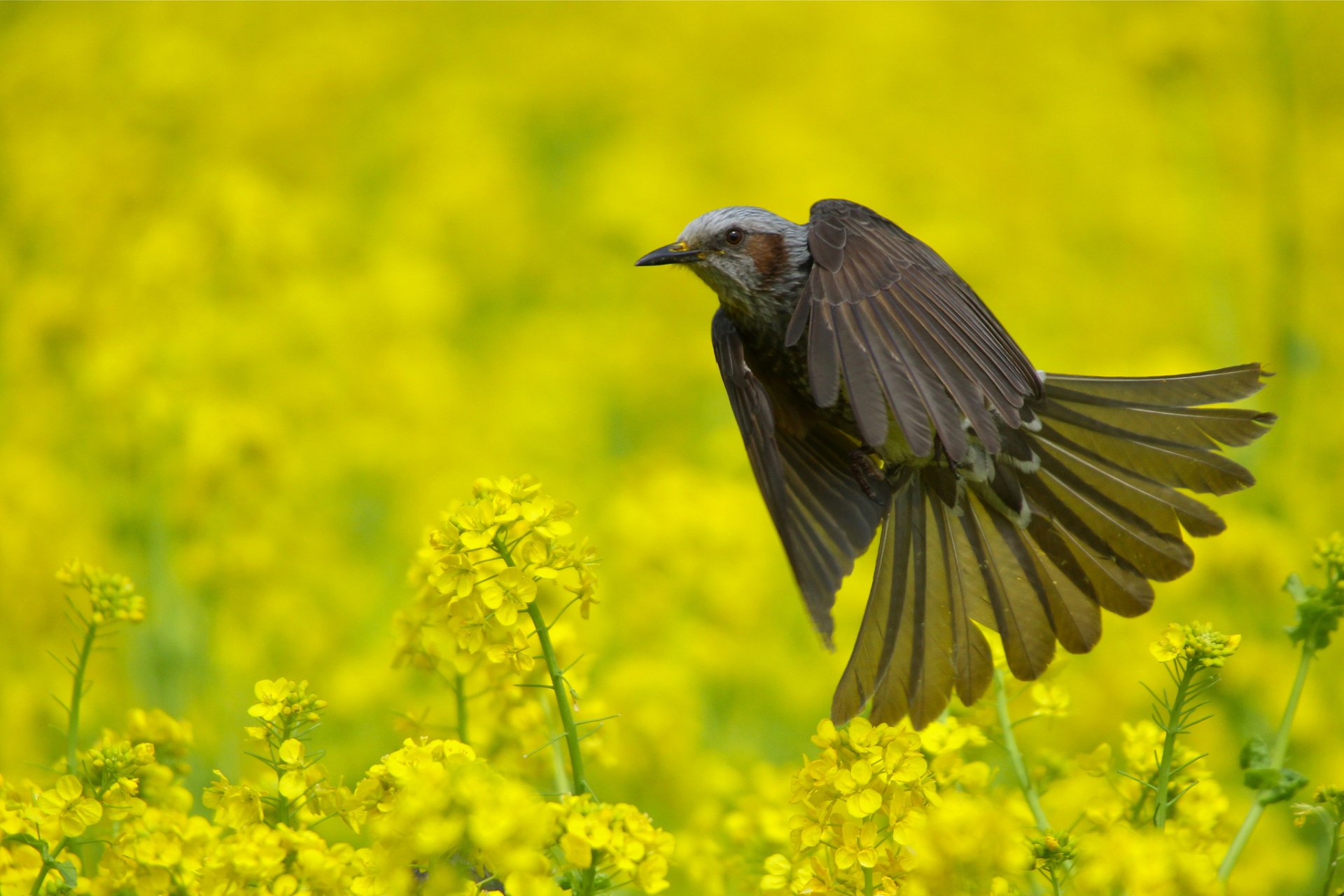 oiseau bul bul été champ nature floraison