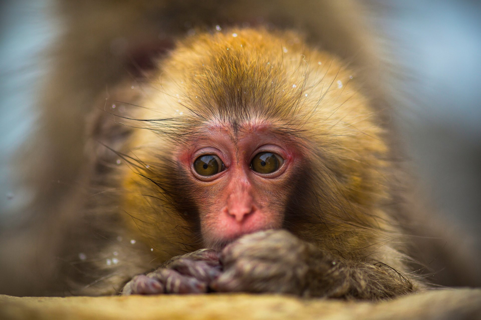 scimmia delle nevi macaco giapponese cucciolo bambino ritratto