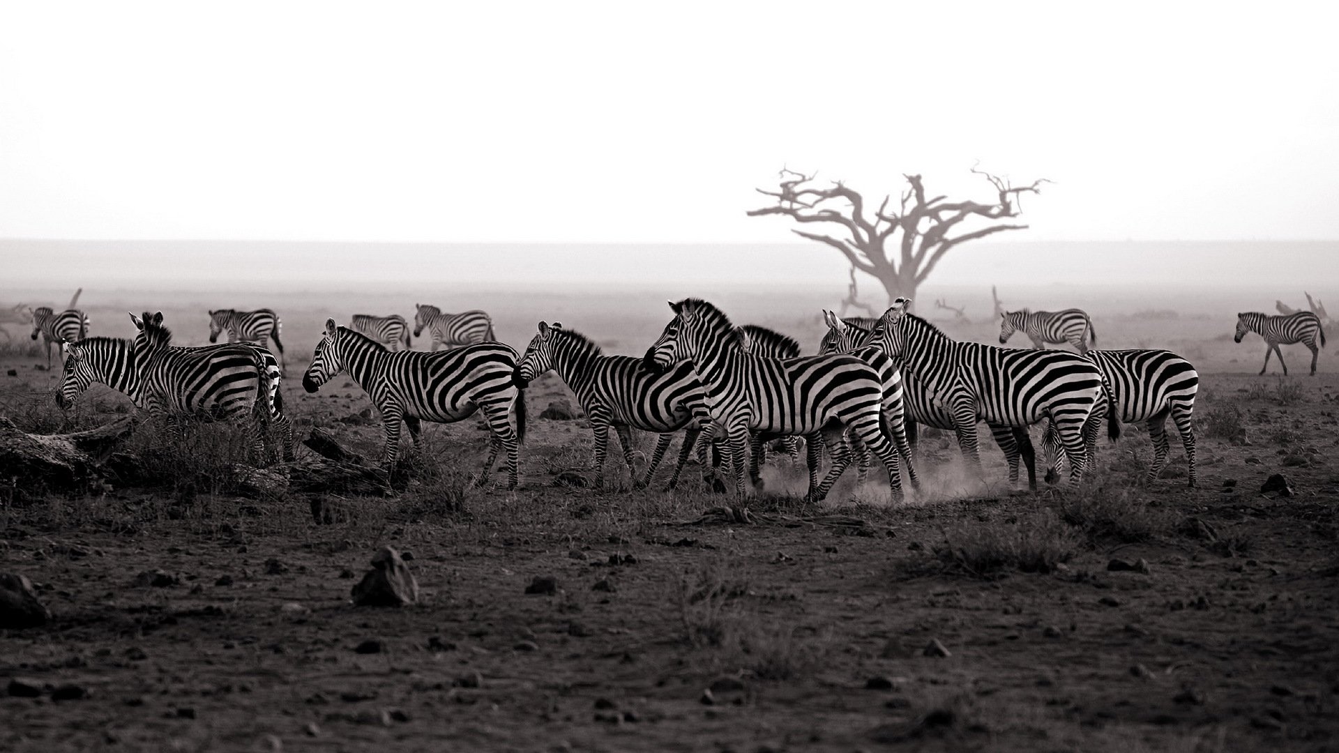 zebra natur hintergrund