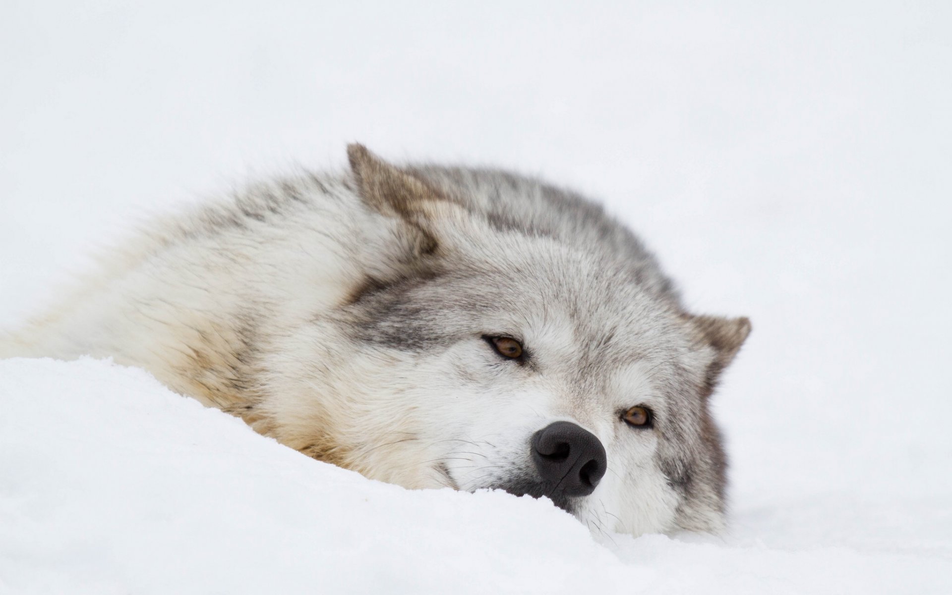 lobo hocico vacaciones invierno nieve