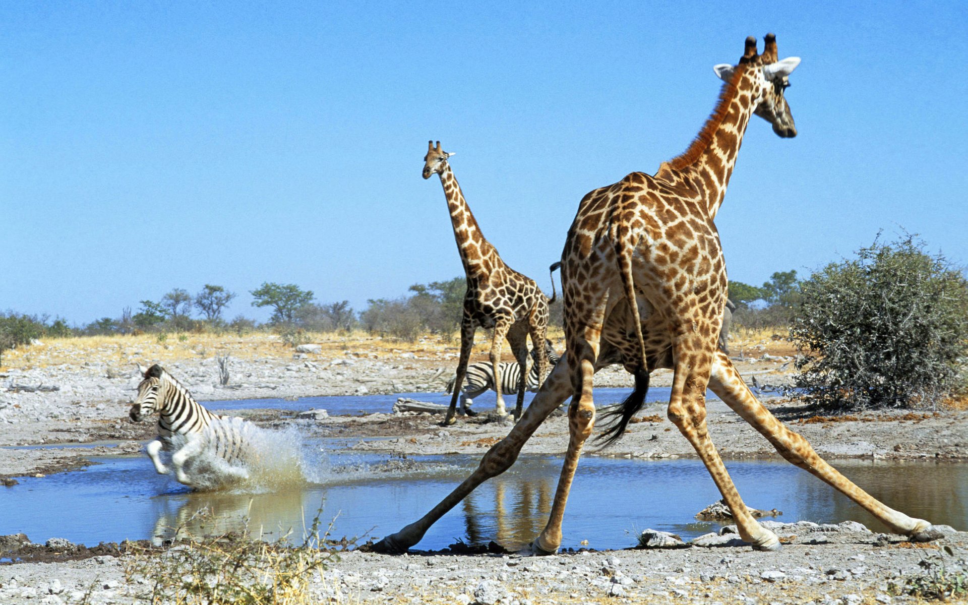 giraffe zebra afrika savanne wasserloch