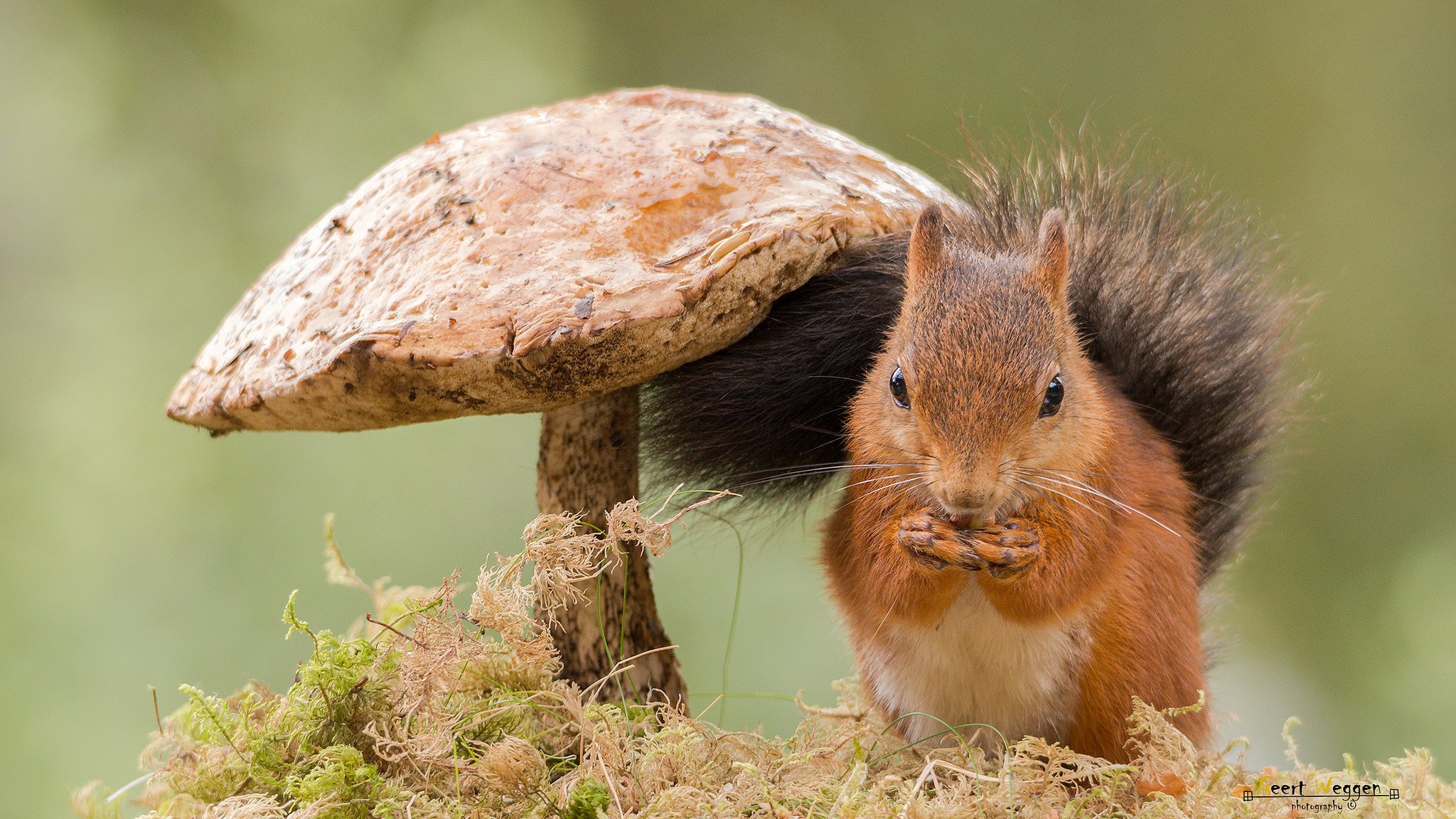 ardilla pelirroja hongo podberezovik musgo